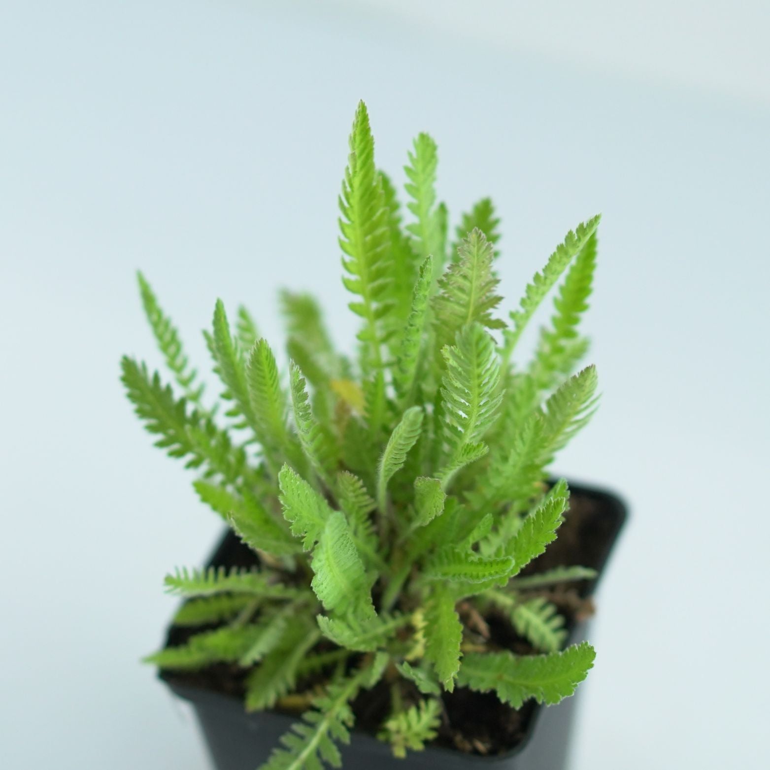 ACHILLEA FILIPENDULINA 'Cloth of gold' Krwawnik