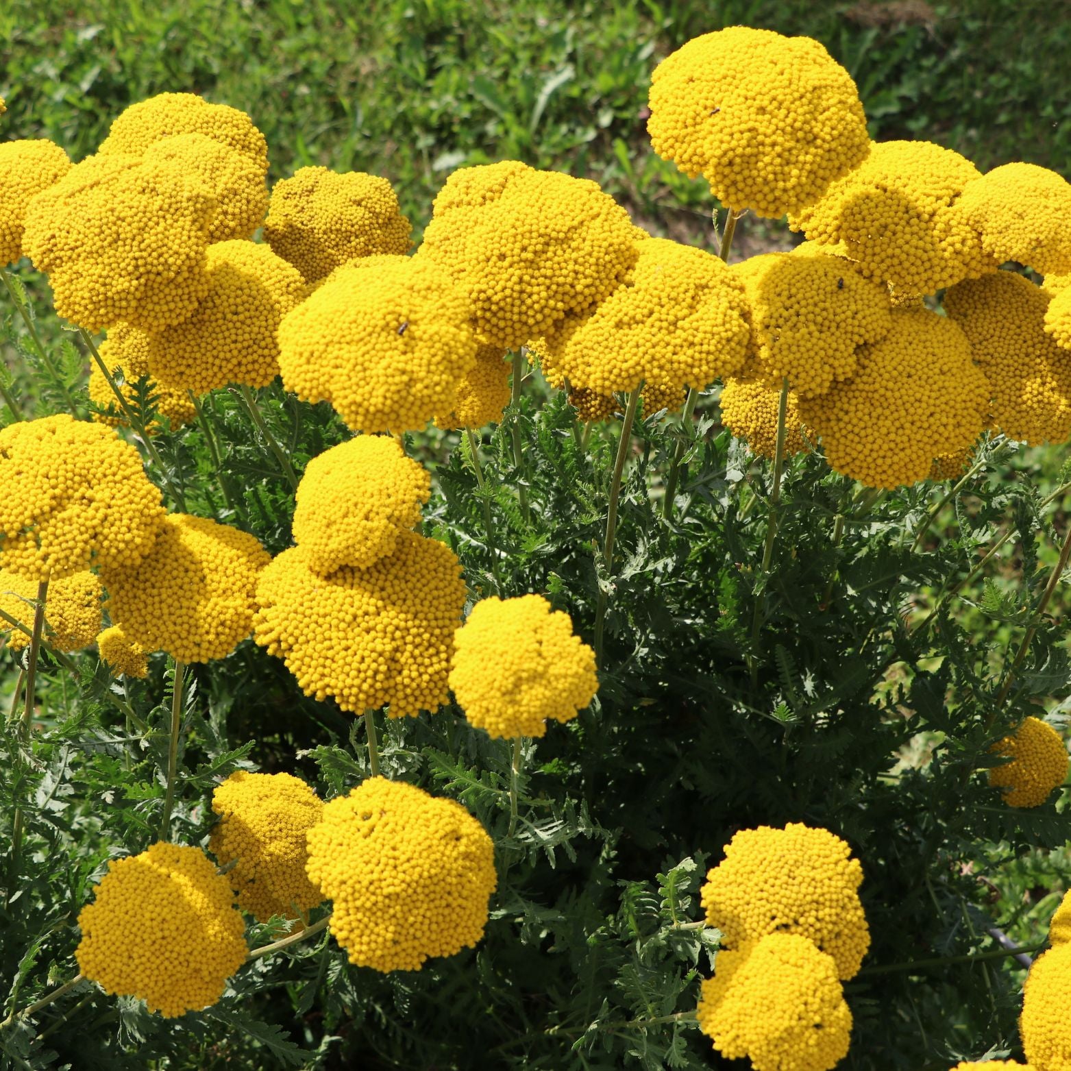 ACHILLEA FILIPENDULINA 'Cloth of gold' Krwawnik