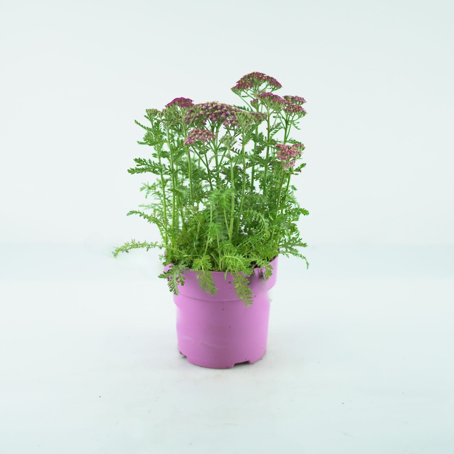 ACHILLEA MILLEFOLIUM 'Milly Rock Rose' Krwawnik