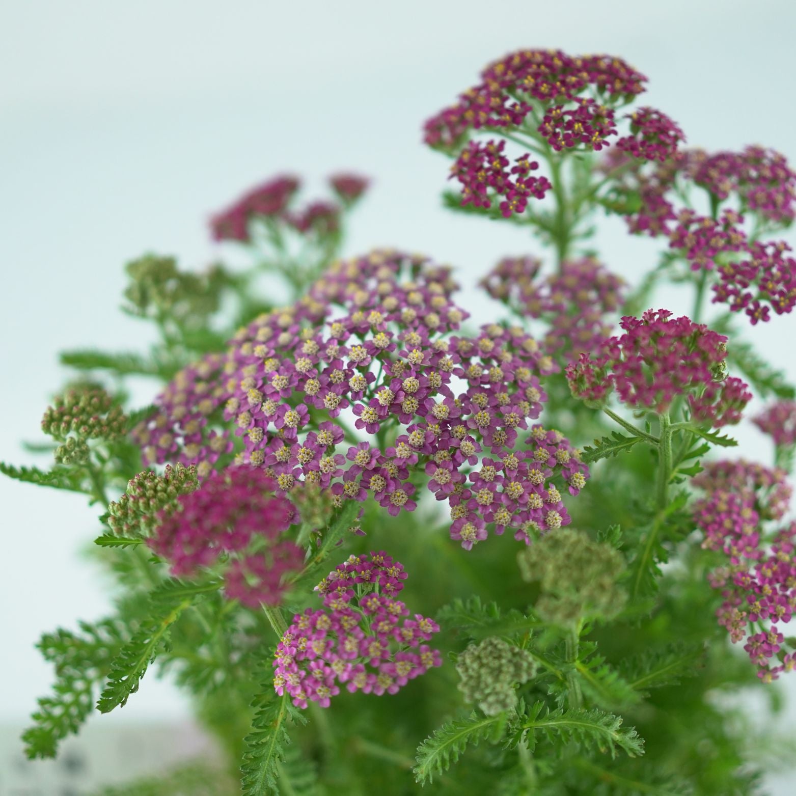 ACHILLEA MILLEFOLIUM 'Milly Rock Rose' Krwawnik