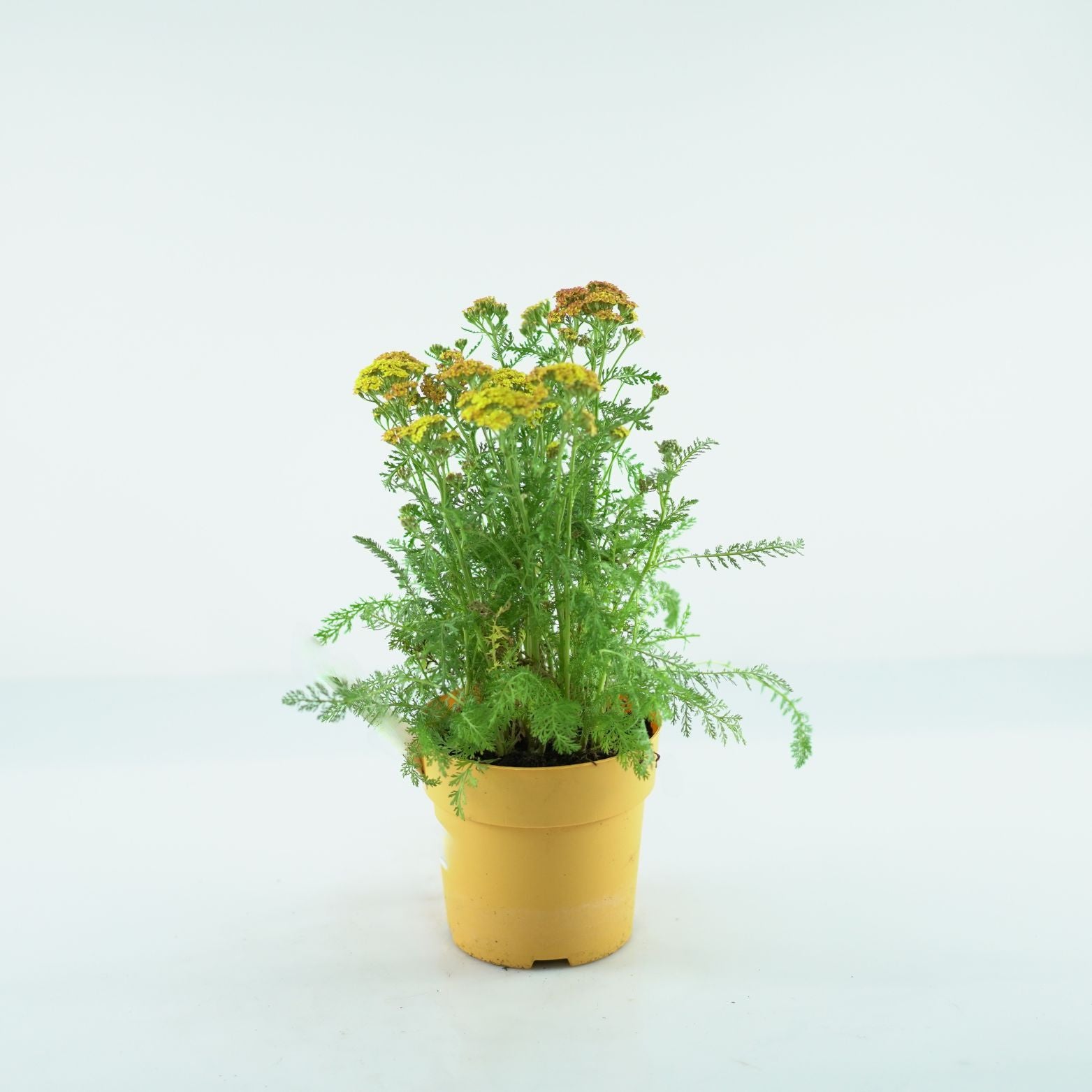 ACHILLEA MILLEFOLIUM 'Milly Rock Yellow Terracota' Krwawnik