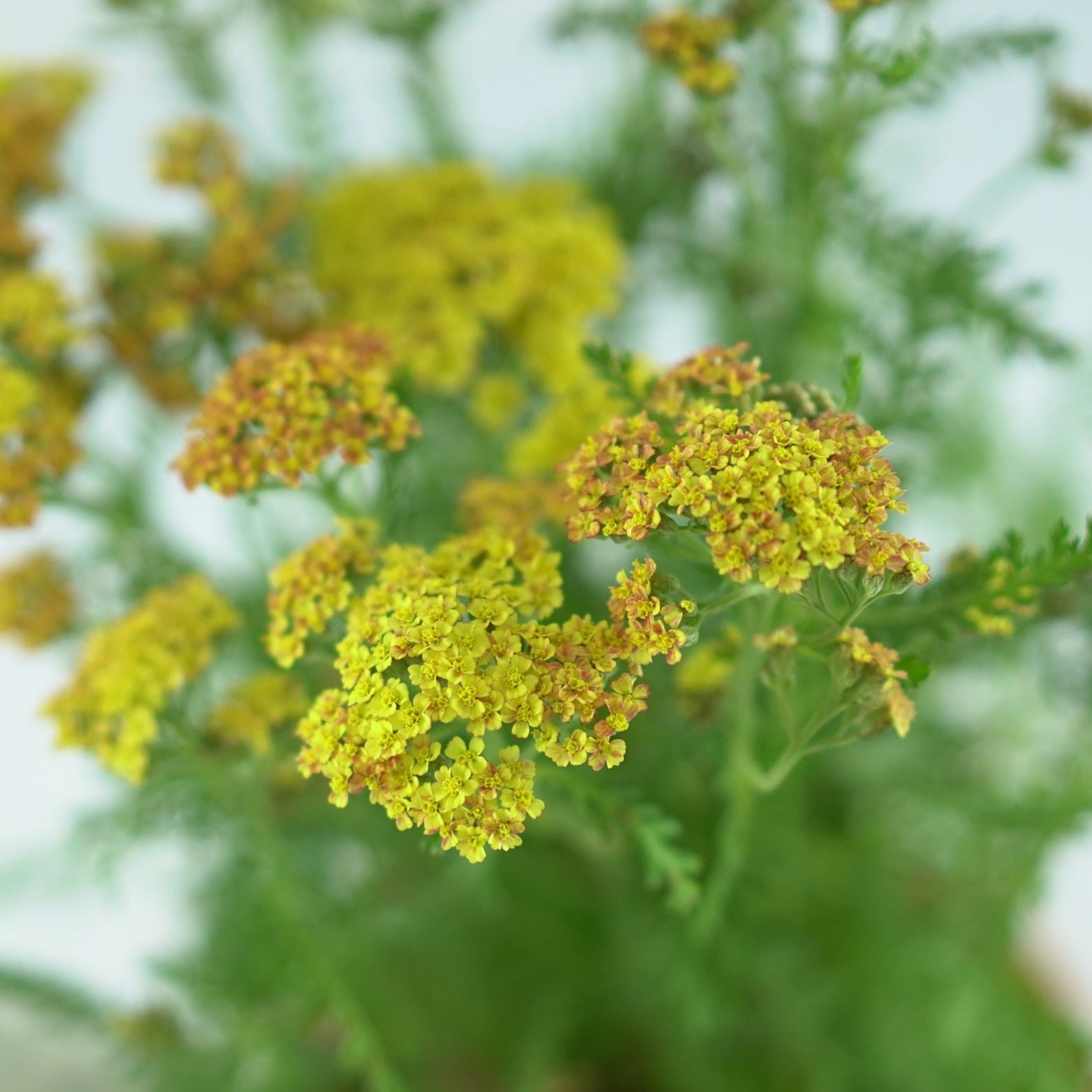 ACHILLEA MILLEFOLIUM 'Milly Rock Yellow Terracota' Krwawnik