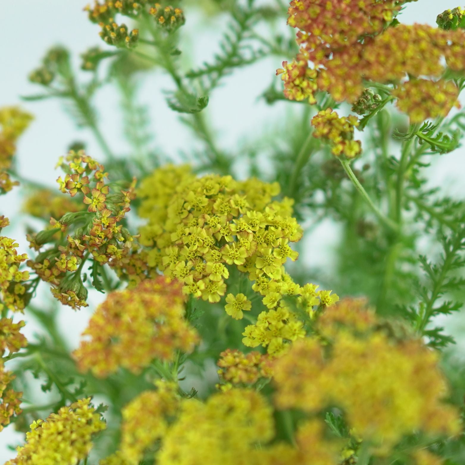 ACHILLEA MILLEFOLIUM 'Milly Rock Yellow Terracota' Krwawnik