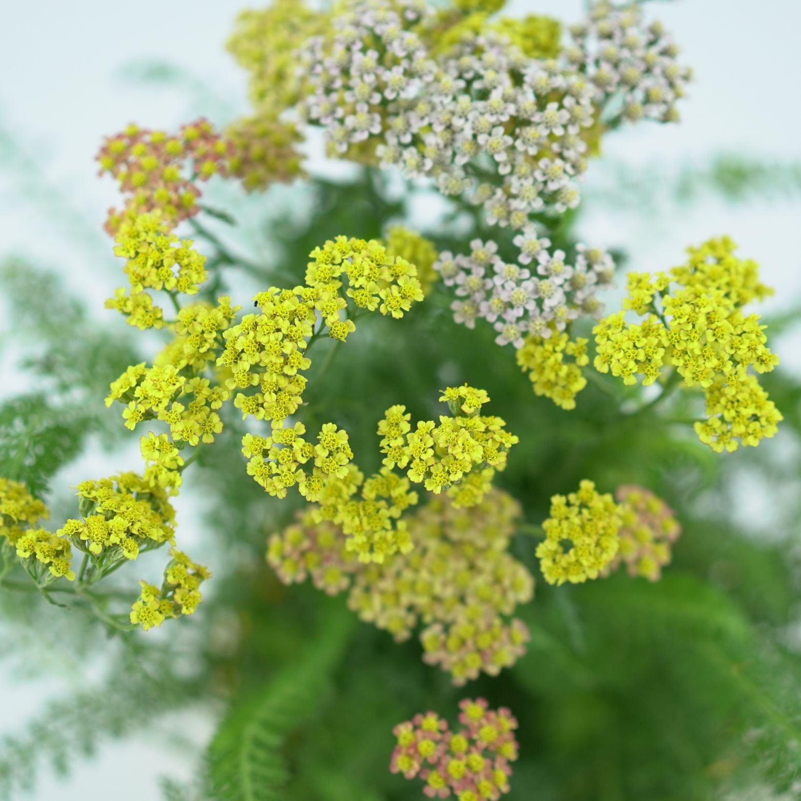 ACHILLEA MILLEFOLIUM 'MASTERS' Krwawnik pospolity