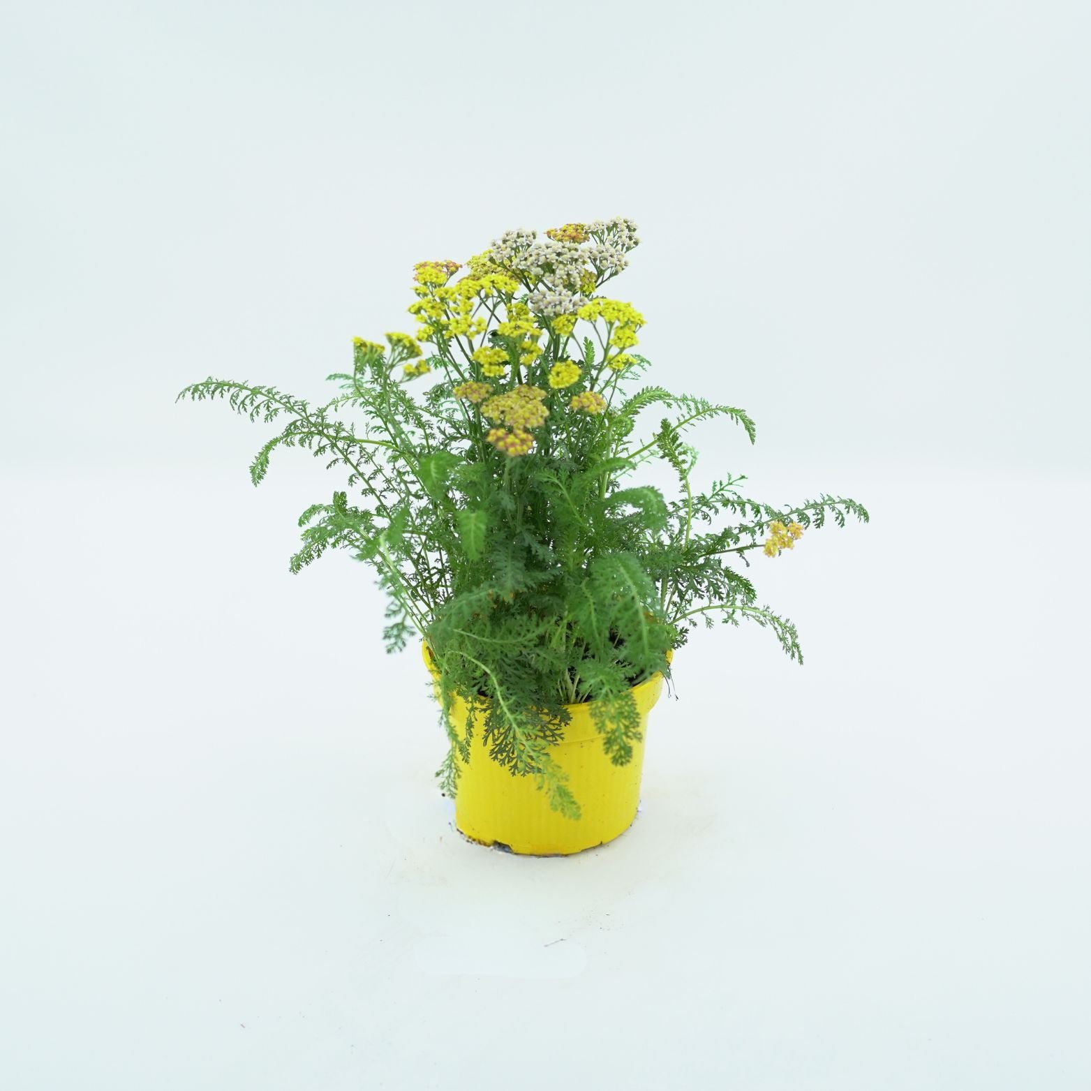 ACHILLEA MILLEFOLIUM 'MASTERS' Krwawnik pospolity