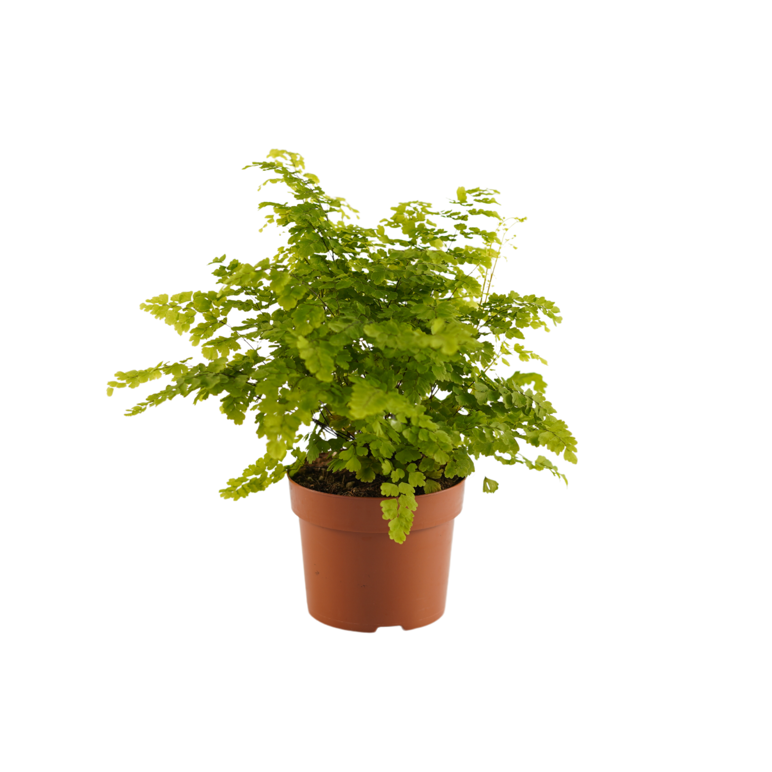 ADIANTUM RADDIANUM 'FRITZ LUTHI' Adiantum klinowate