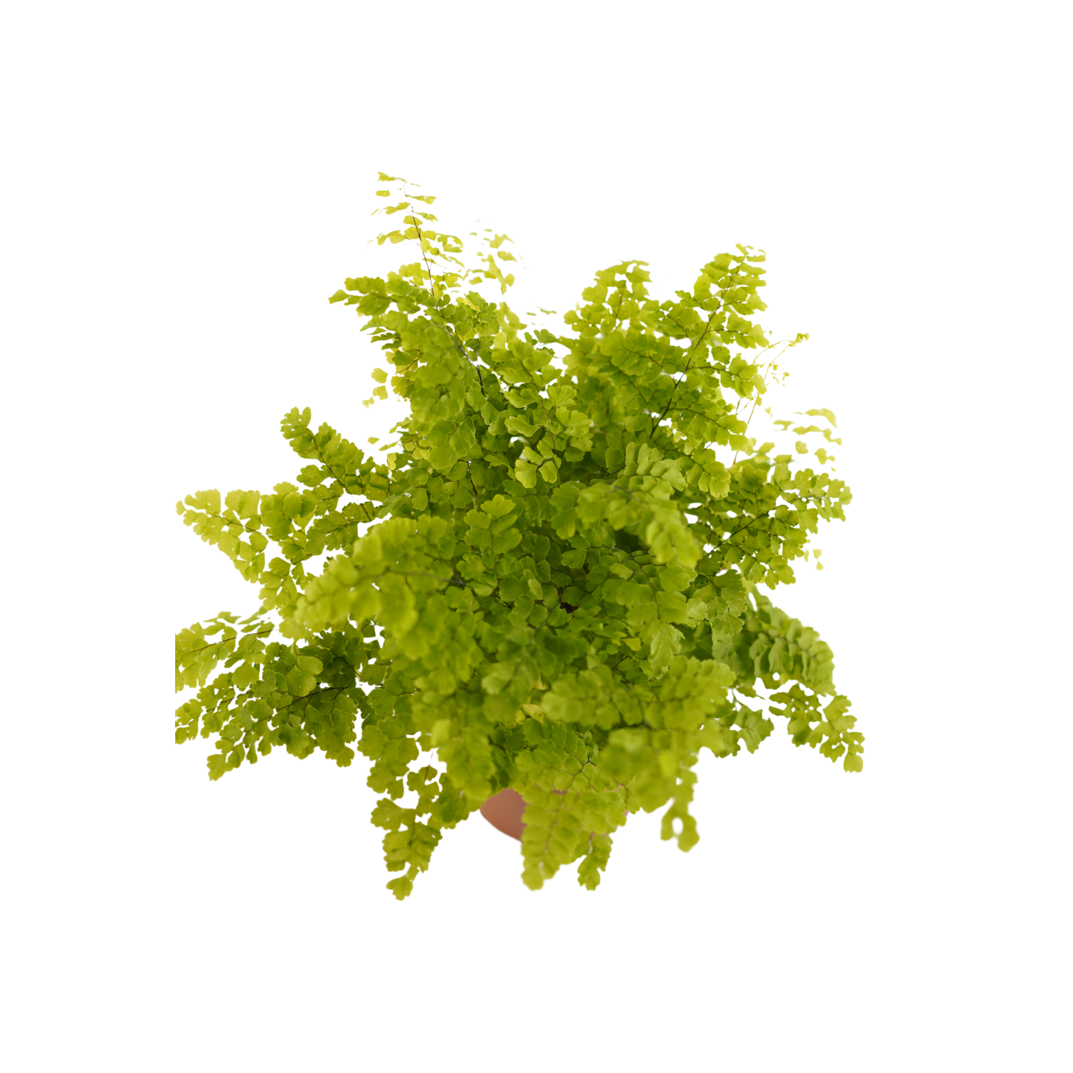 ADIANTUM RADDIANUM 'FRITZ LUTHI' Adiantum klinowate