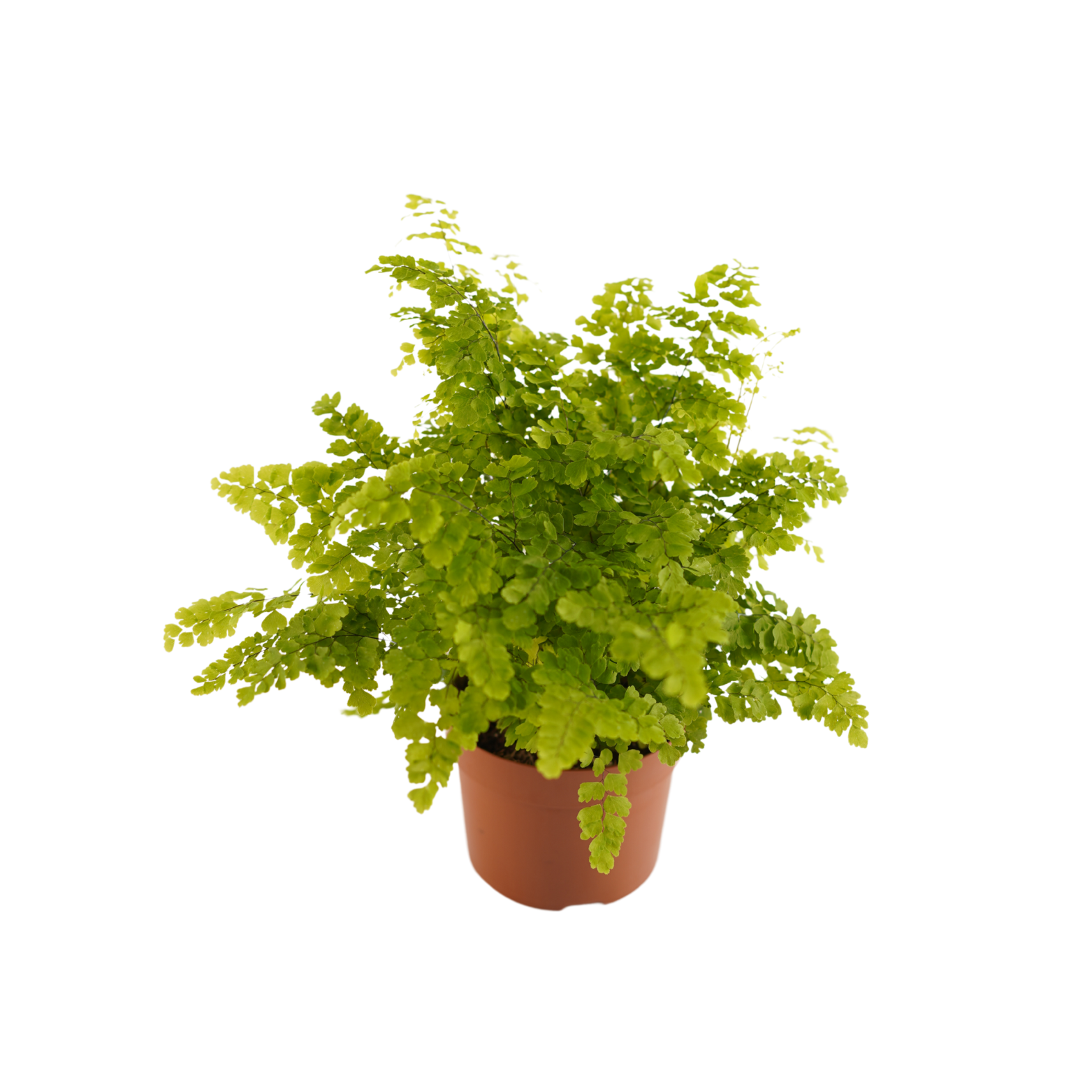 ADIANTUM RADDIANUM 'FRITZ LUTHI' Adiantum klinowate