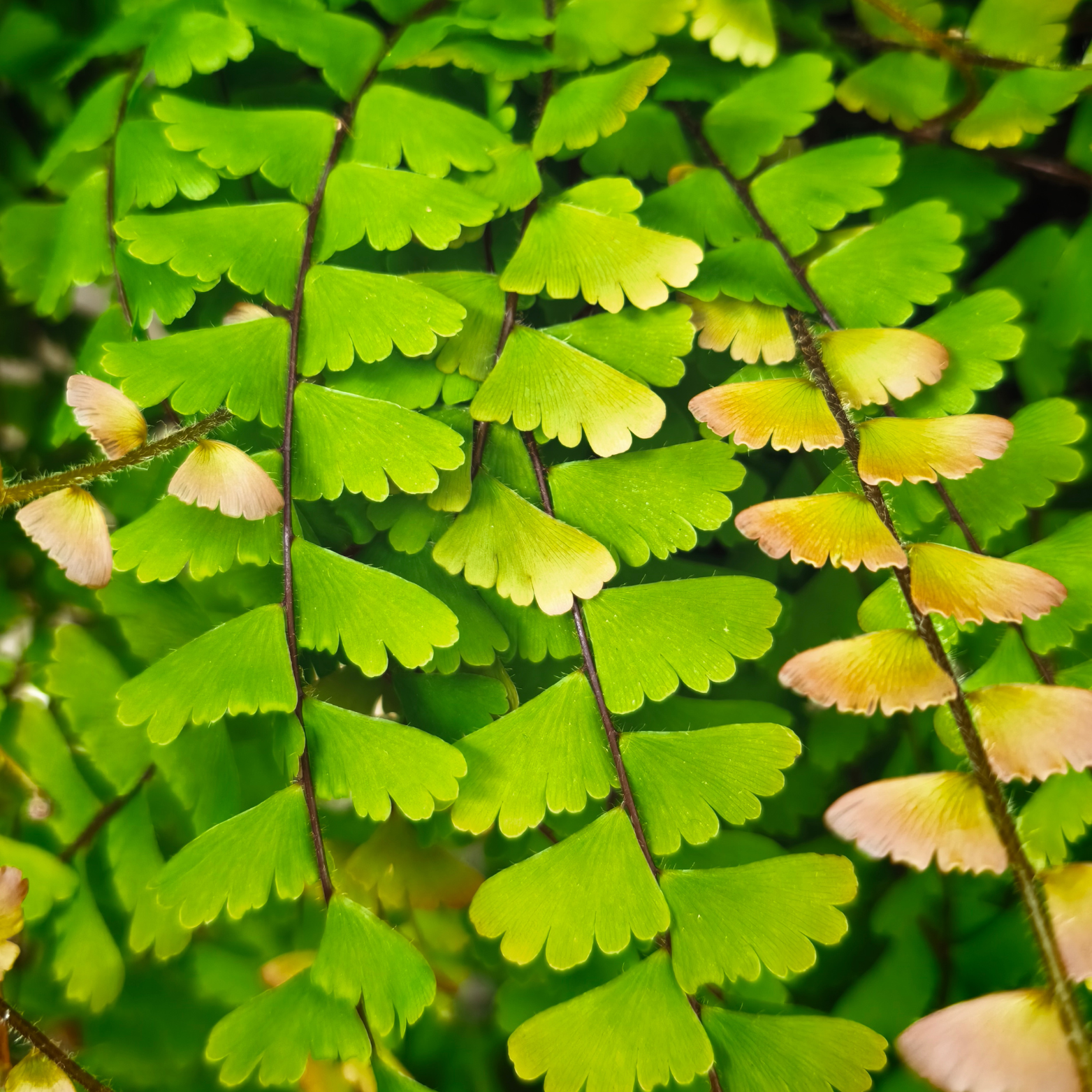 ADIANTUM CAUDATUM Adiantum, złotowłos