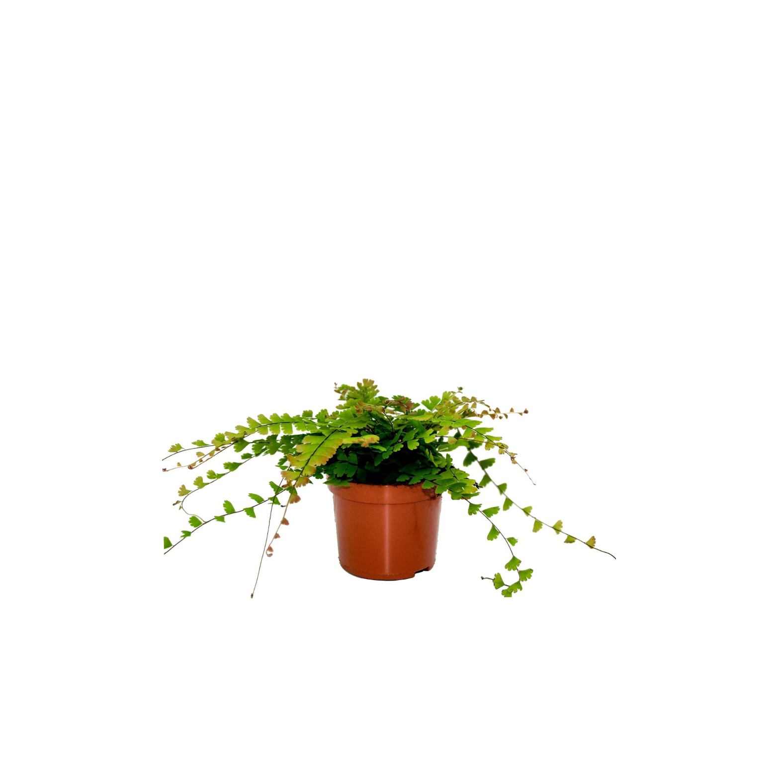 ADIANTUM CAUDATUM Adiantum, złotowłos