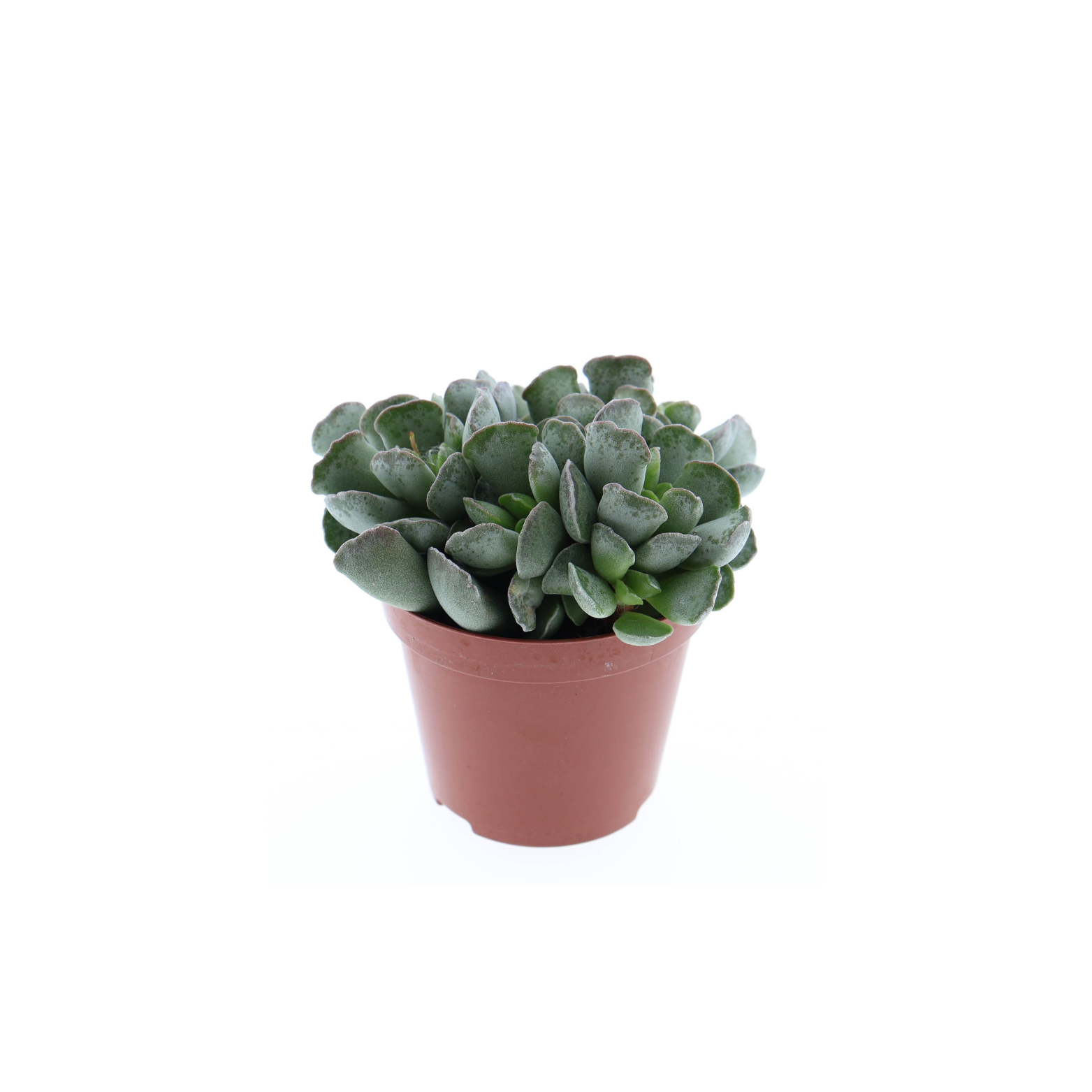 ADROMISCHUS CRISTATUS Adromiszek grzebieniasty, crassula