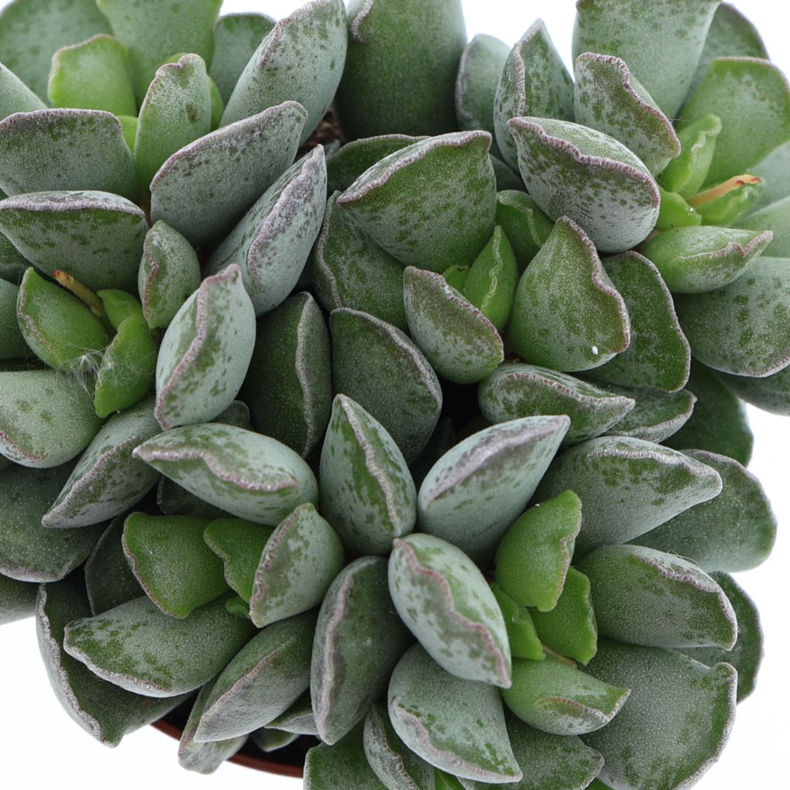 ADROMISCHUS CRISTATUS Adromiszek grzebieniasty, crassula