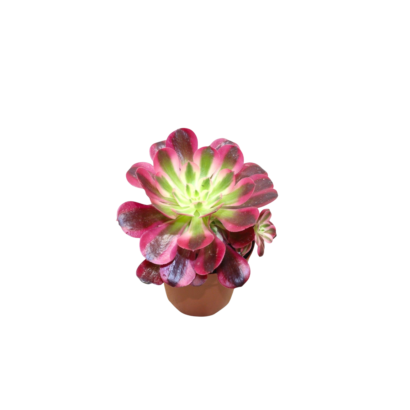 AEONIUM ARBOREUM 'MEDUSA' Eonium drzewiaste