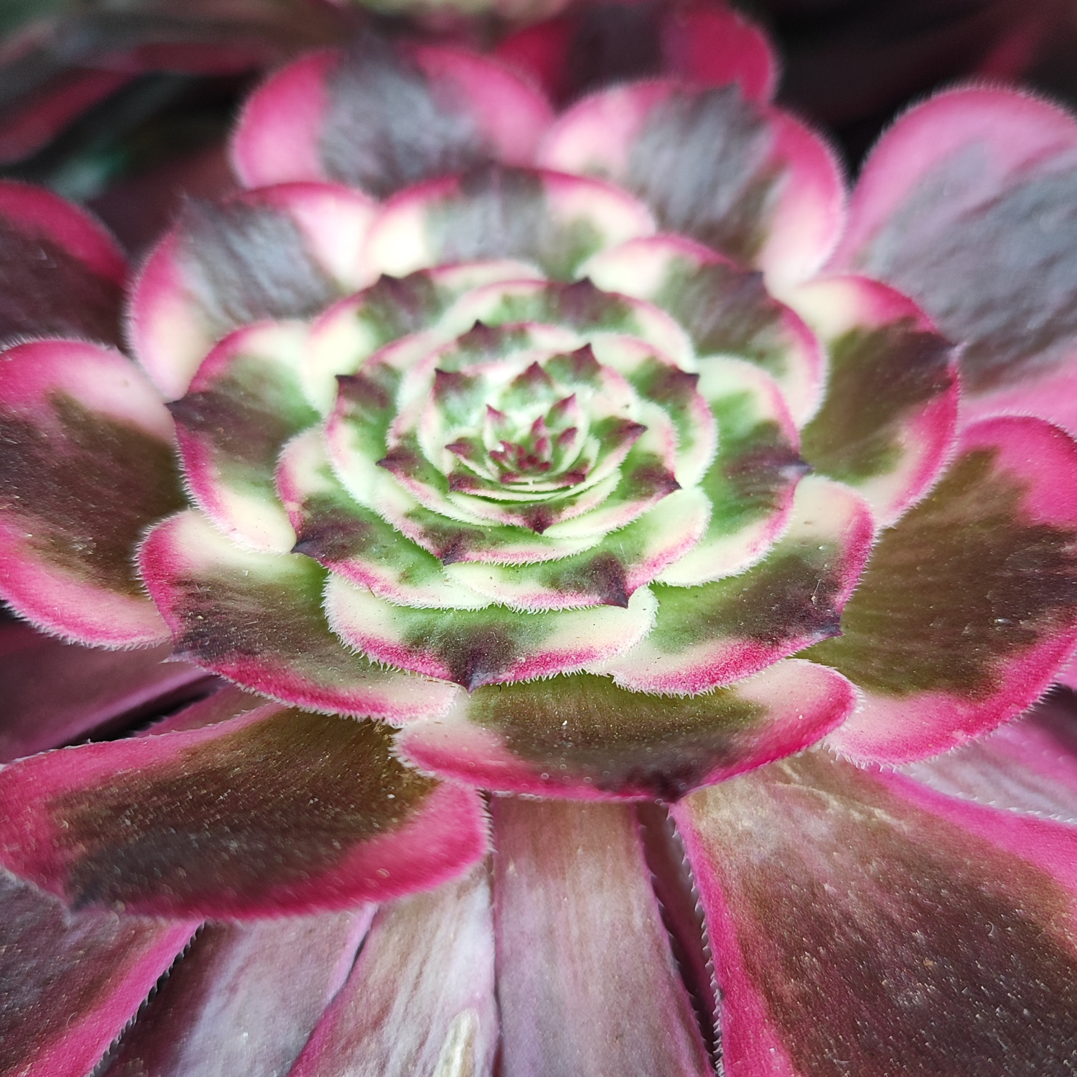 AEONIUM ARBOREUM 'MEDUSA' Eonium drzewiaste