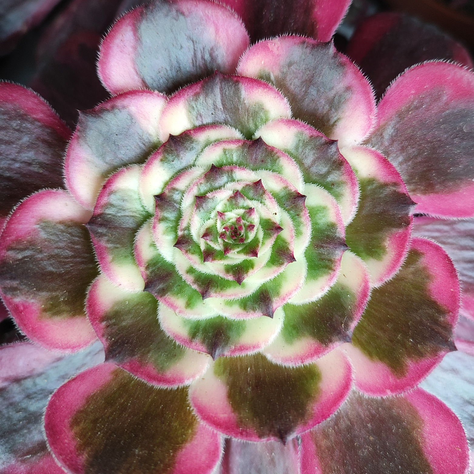 Hortorus
