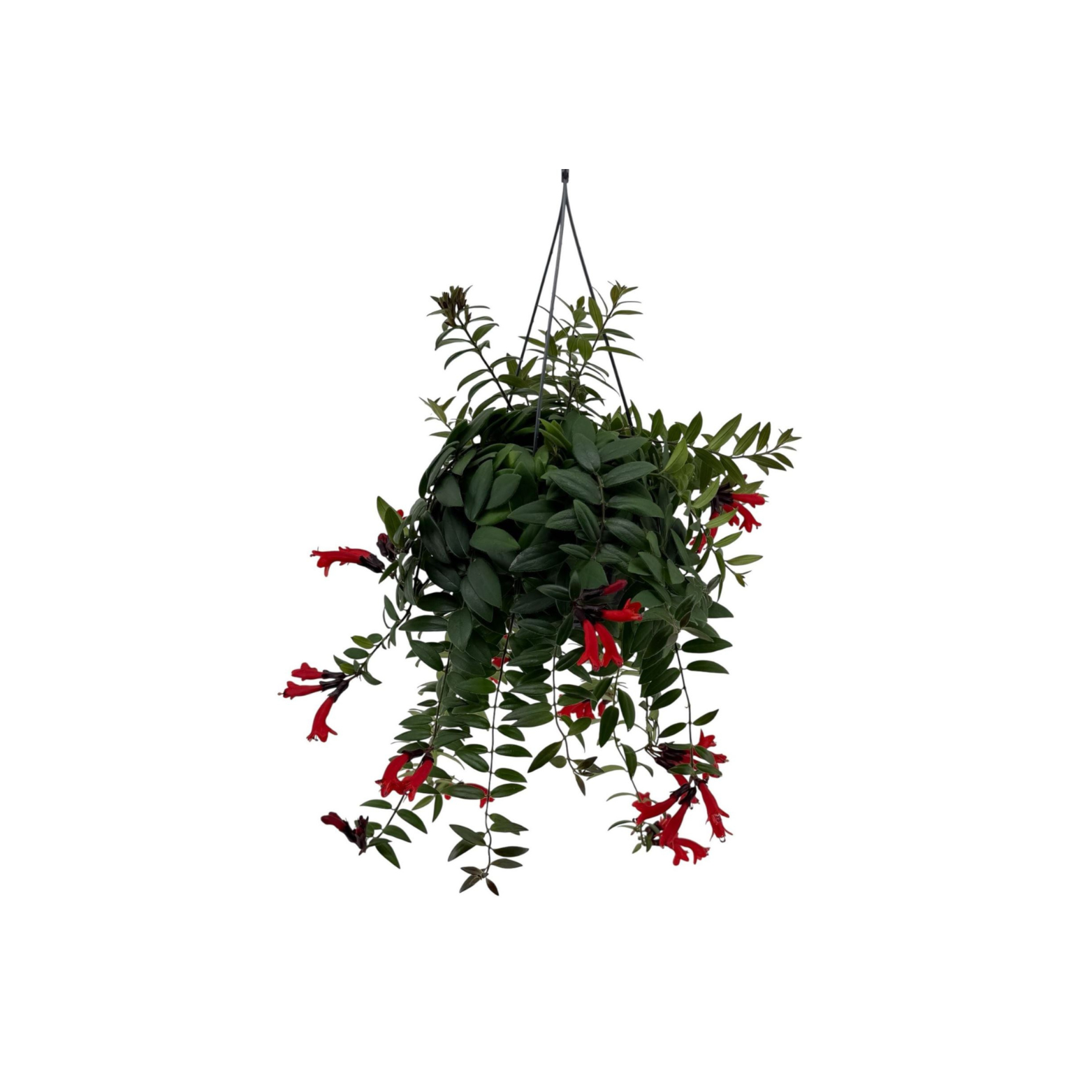 AESCHYNANTHUS 'CARO' Eszynantus