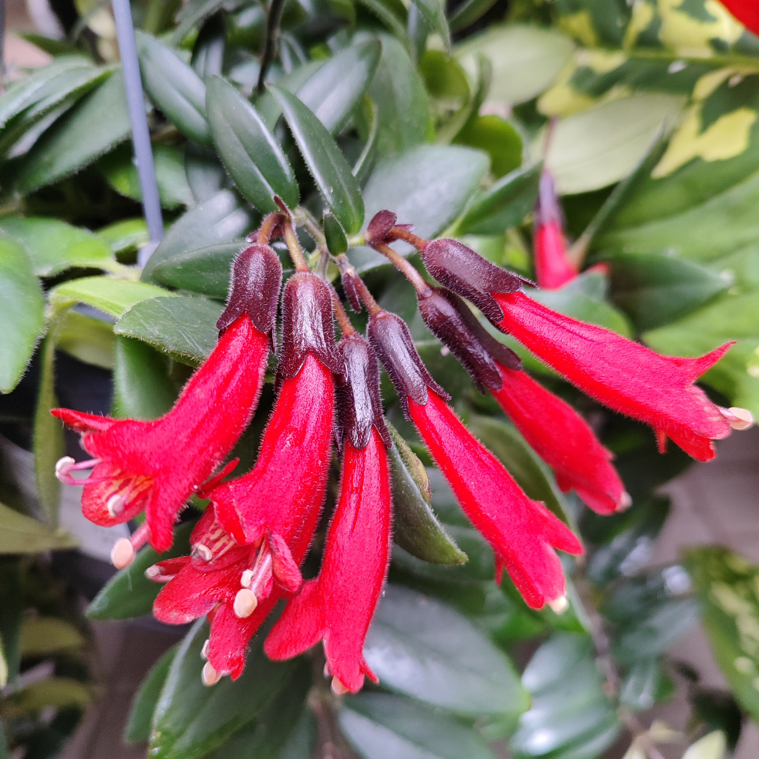 AESCHYNANTHUS 'CARO' Eszynantus