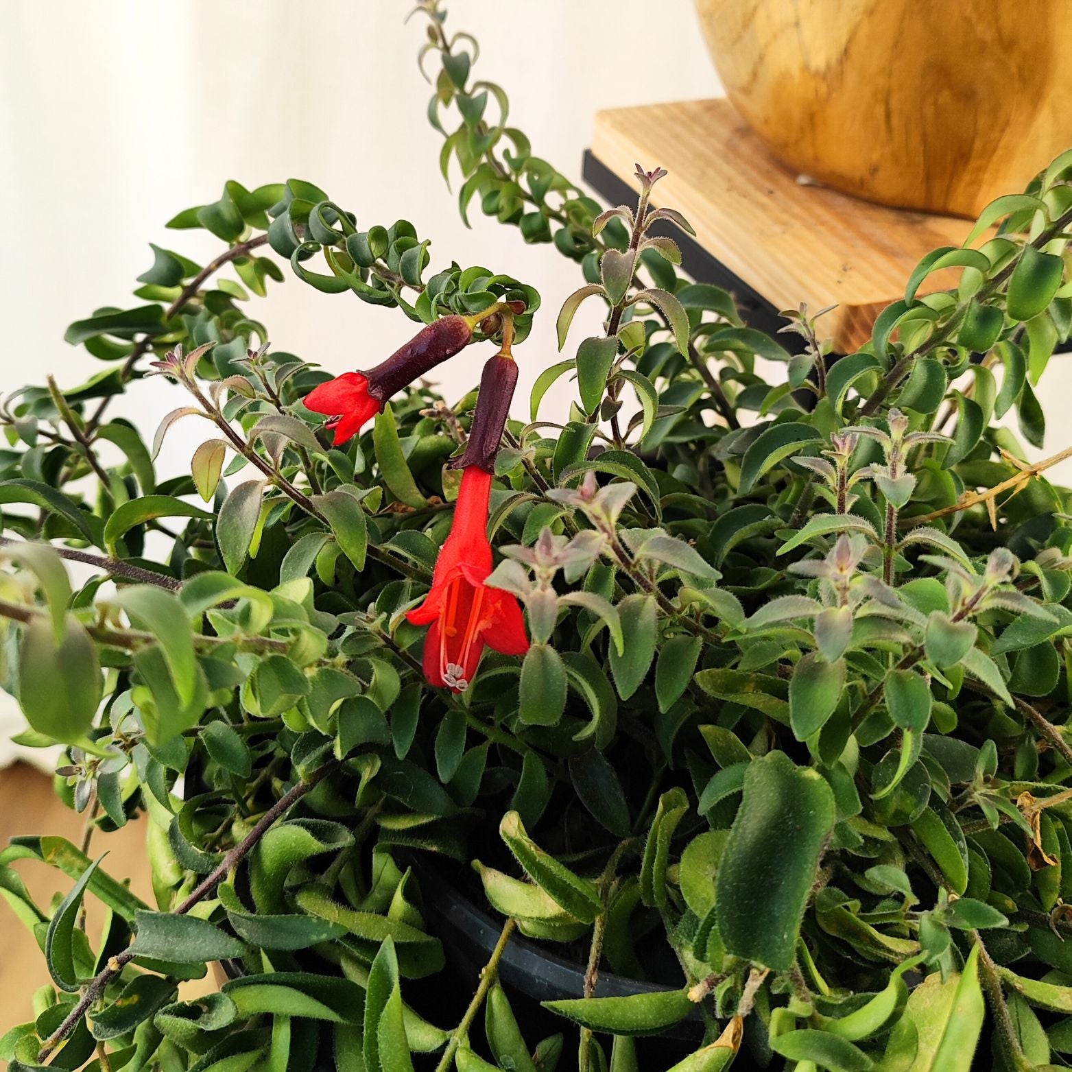 AESCHYNANTHUS 'TWISTER' Eszynantus
