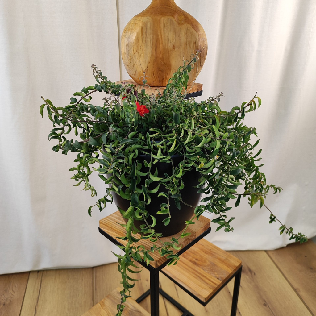 AESCHYNANTHUS 'TWISTER' Eszynantus
