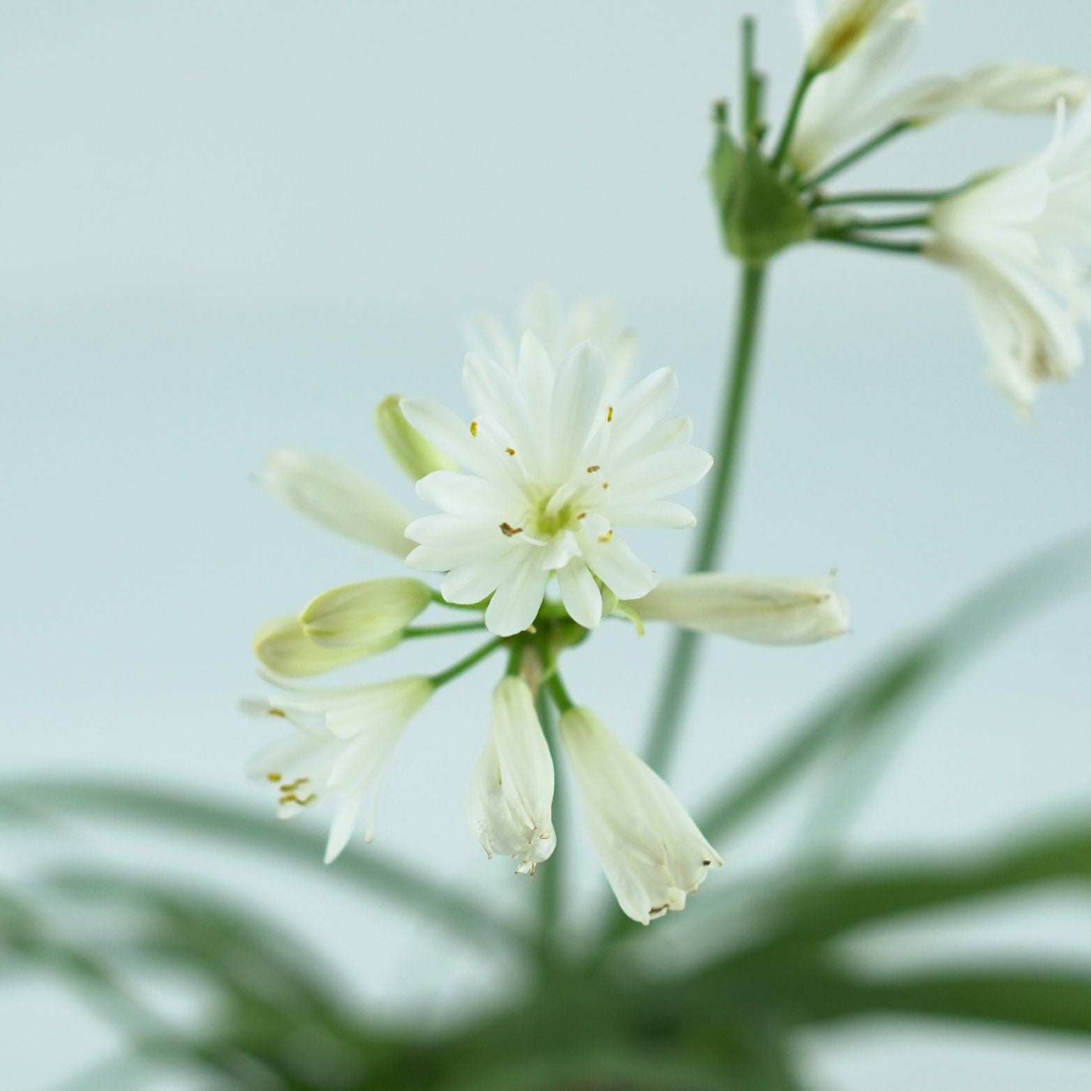 AGAPANTHUS 'Charlotte White' Agapant
