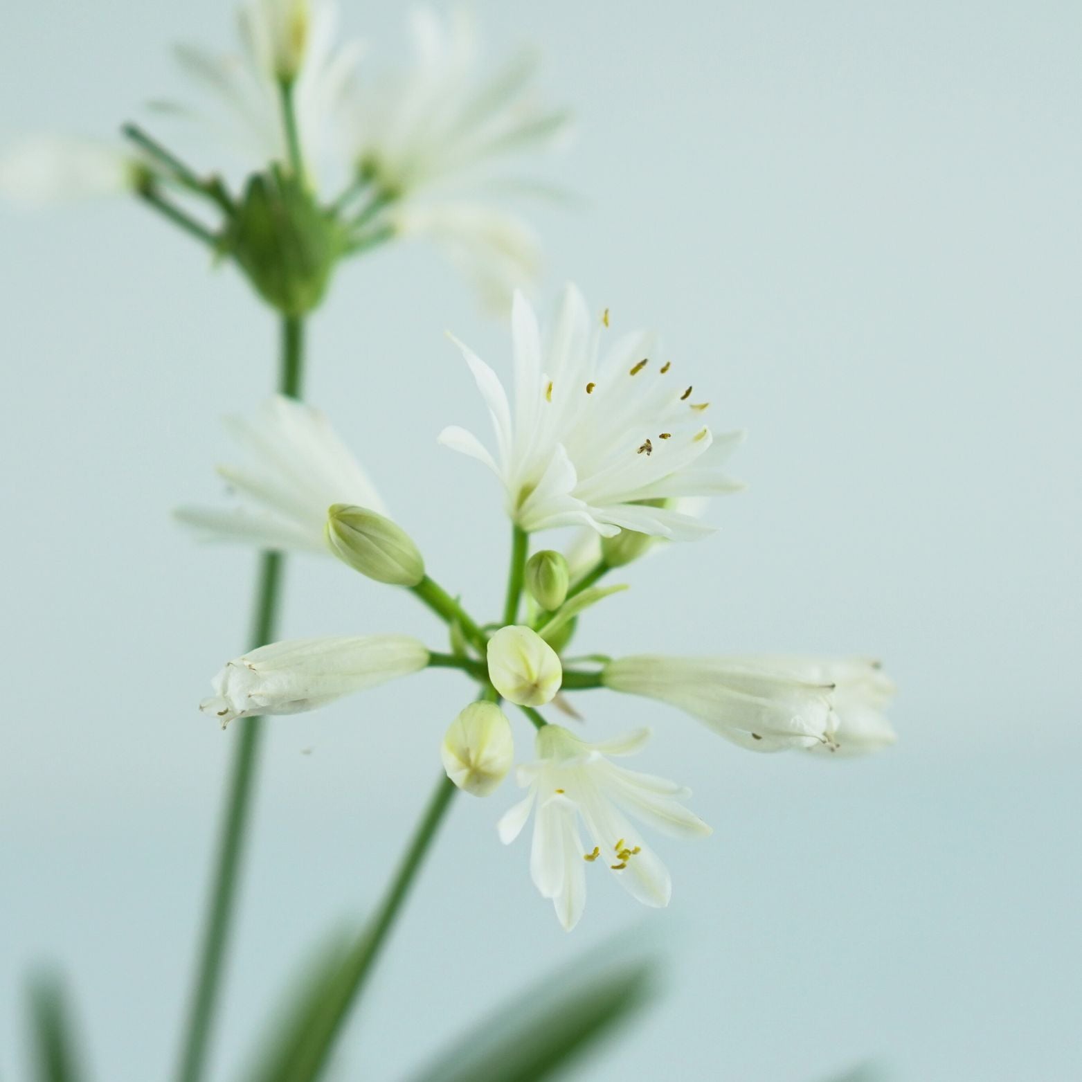 AGAPANTHUS 'Charlotte White' Agapant