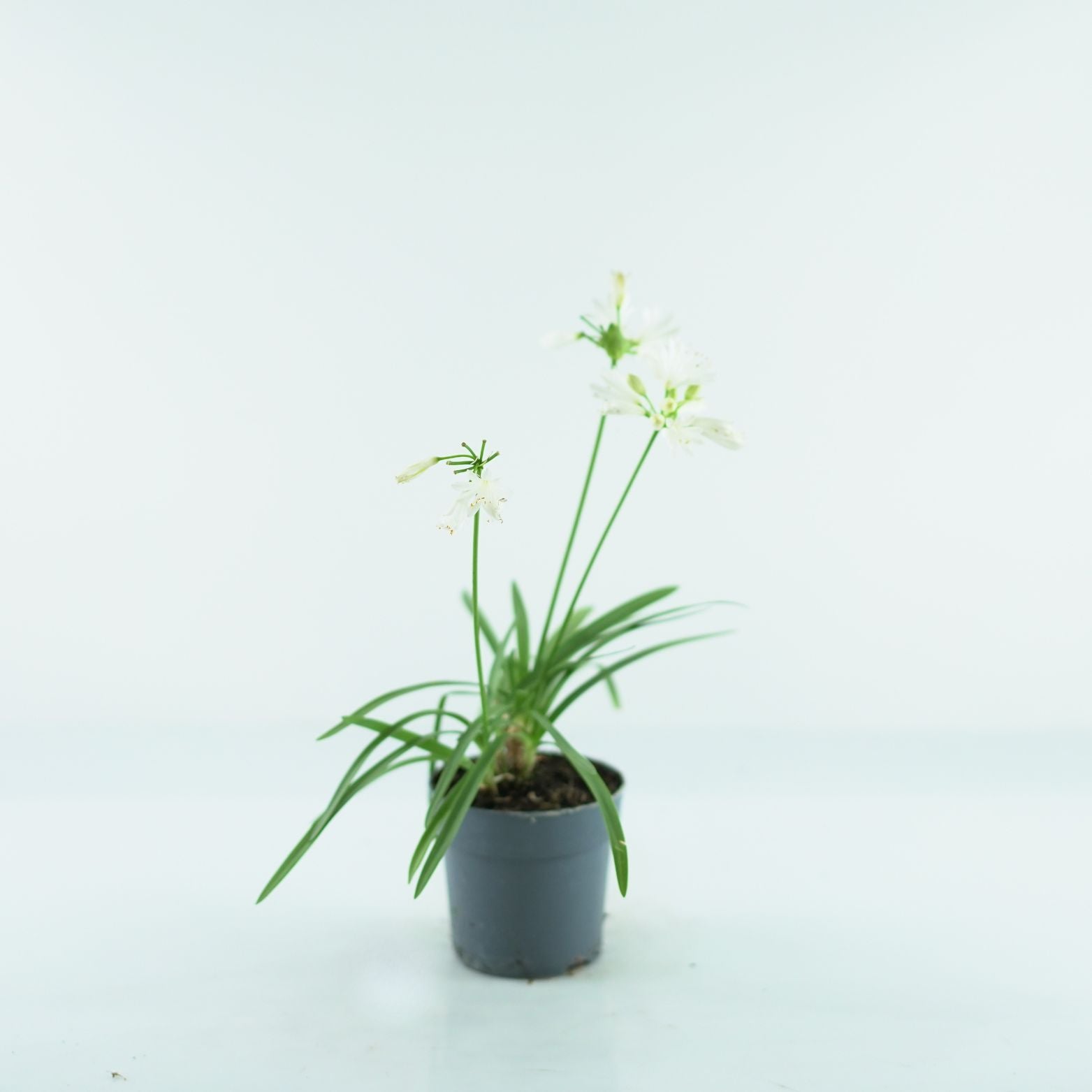 AGAPANTHUS 'Charlotte White' Agapant