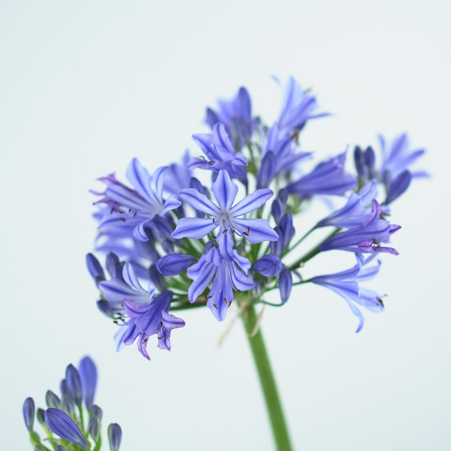 AGAPANTHUS AFRICANUS 'CHARLOTTE' Agapant afrykański