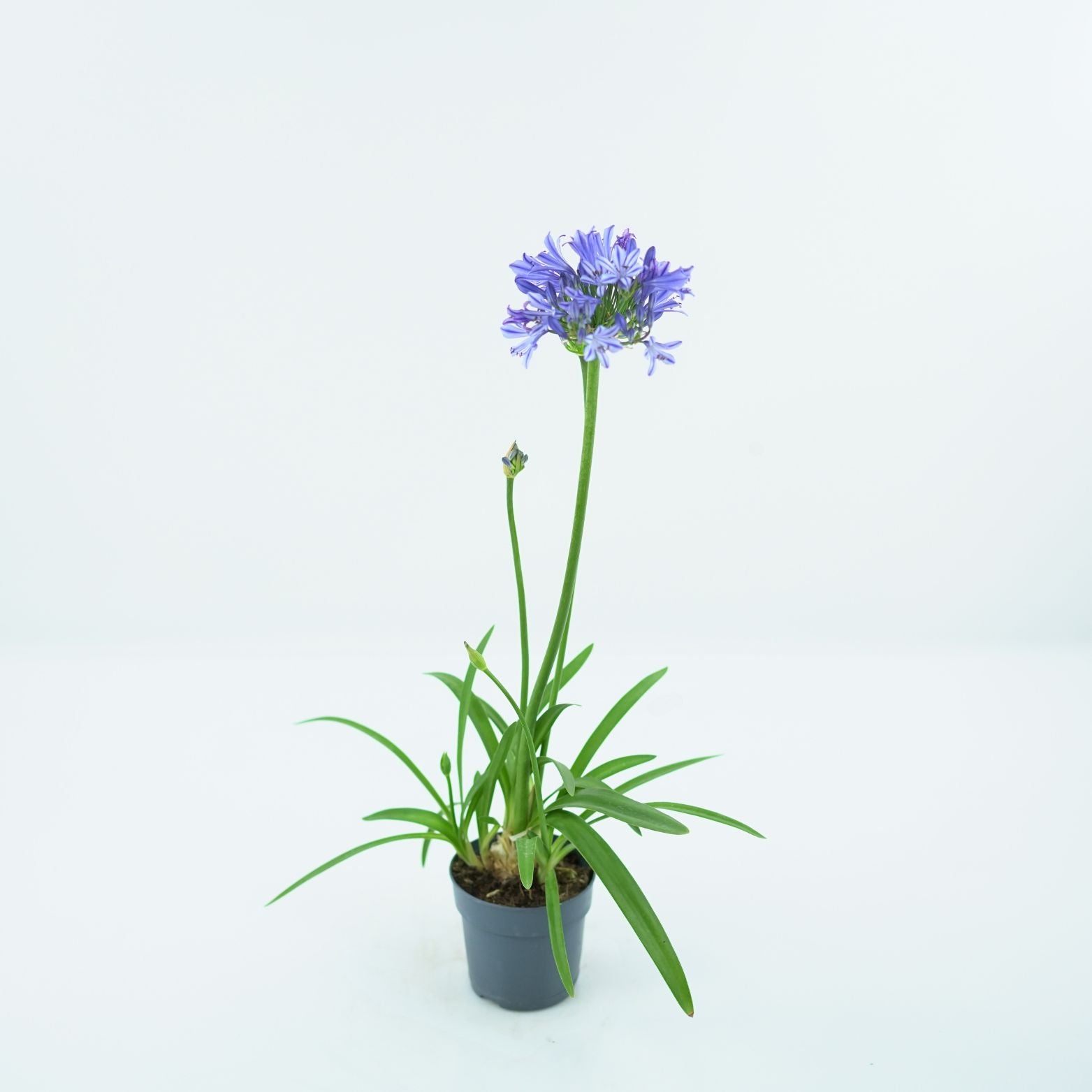 AGAPANTHUS AFRICANUS 'CHARLOTTE' Agapant afrykański