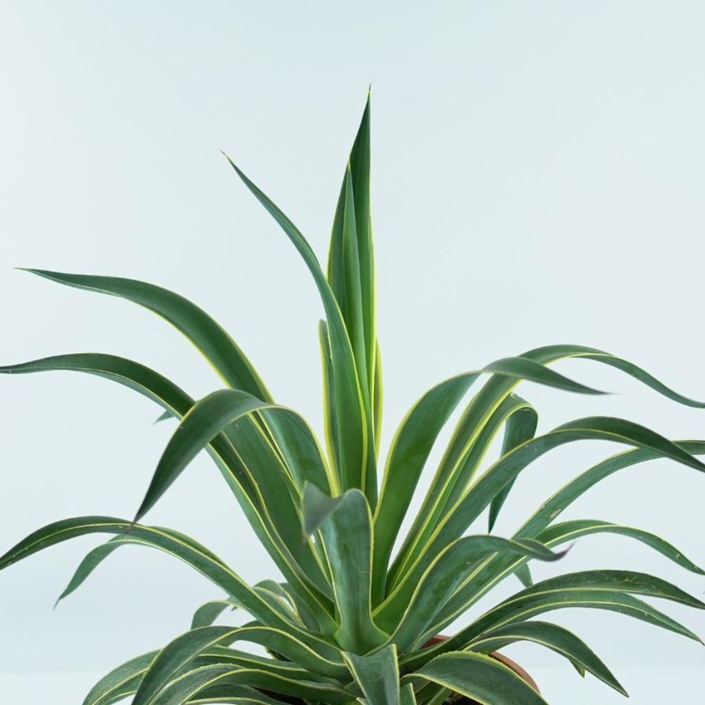 AGAVE DESMETTIANA VARIEGATA Agawa