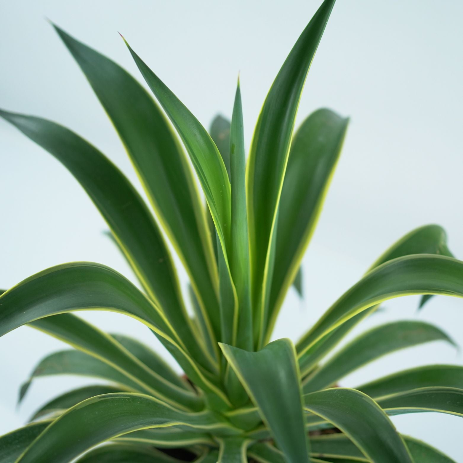 AGAVE DESMETTIANA VARIEGATA Agawa