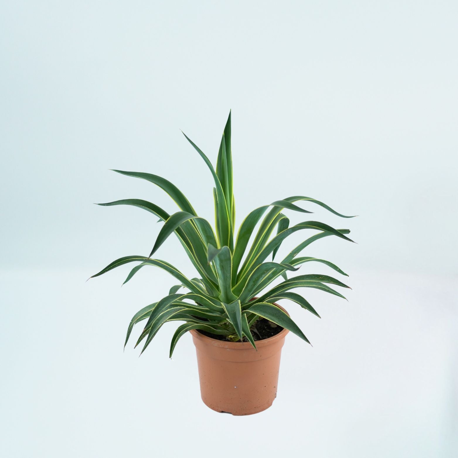 AGAVE DESMETTIANA VARIEGATA Agawa