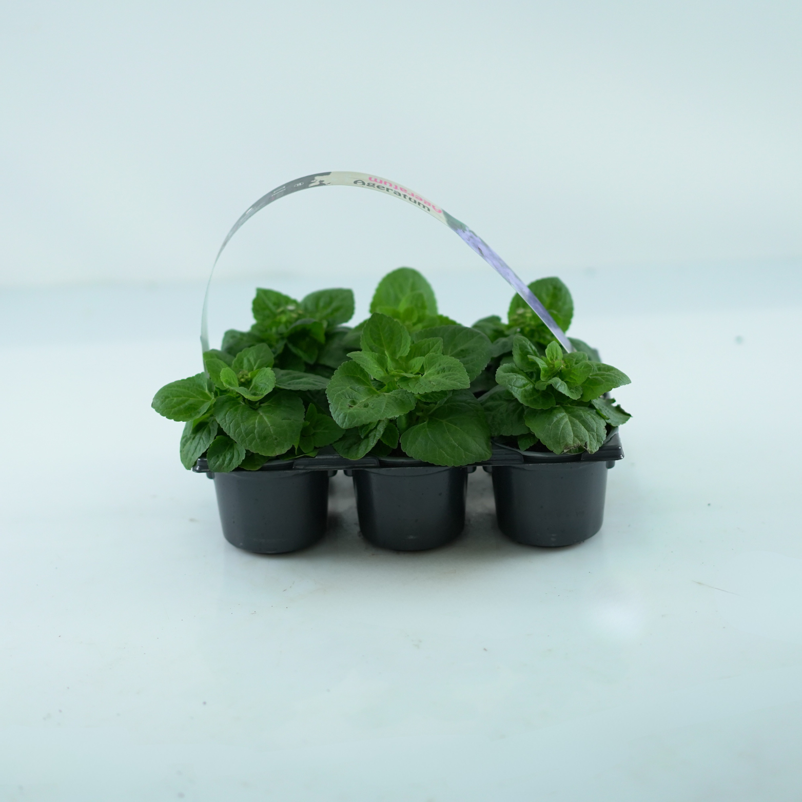 AGERATUM HOUSTONIANUM Żeniszek meksykański