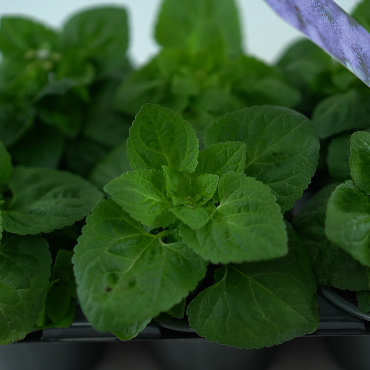 AGERATUM HOUSTONIANUM Żeniszek meksykański
