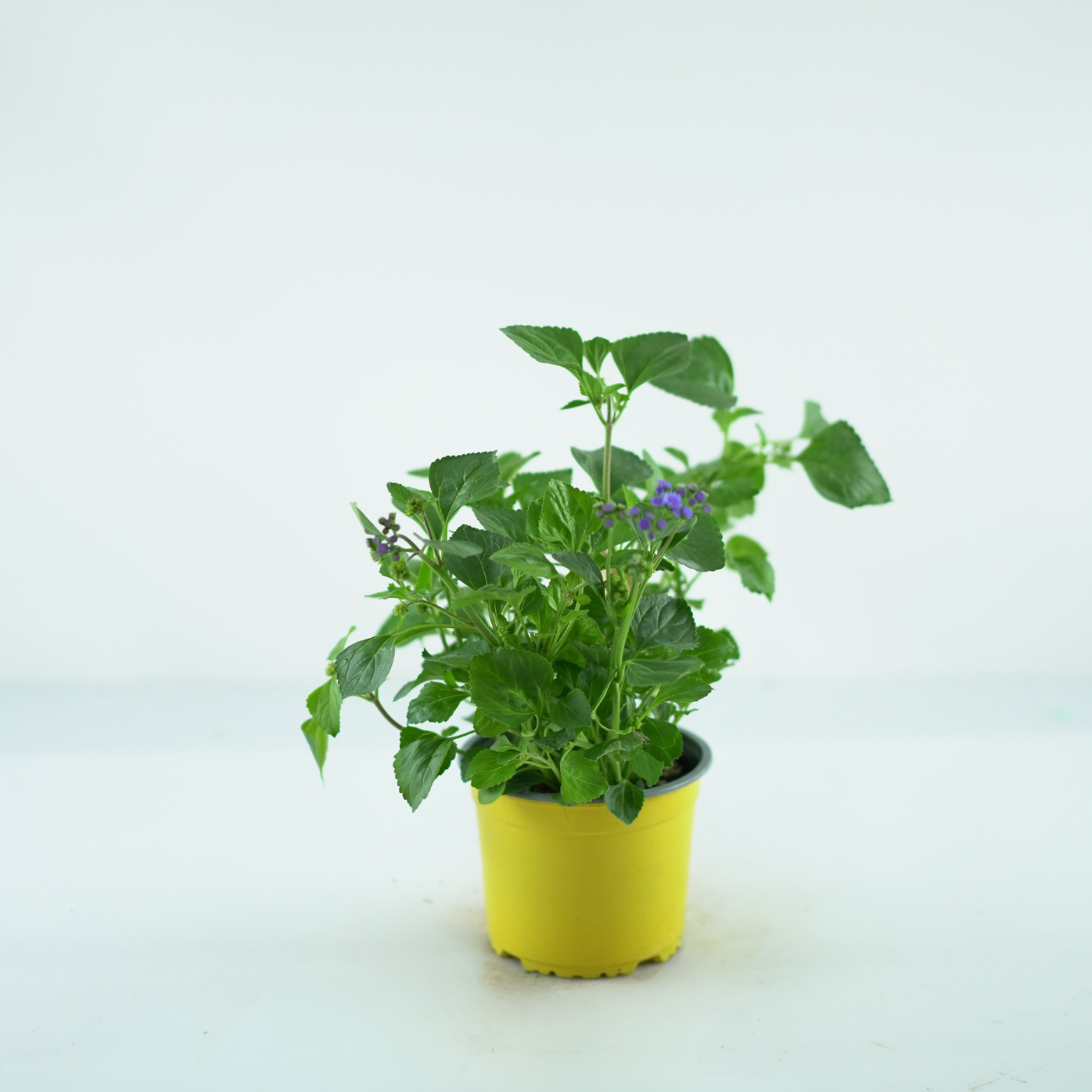 AGERATUM HOUSTONIANUM Żeniszek meksykański