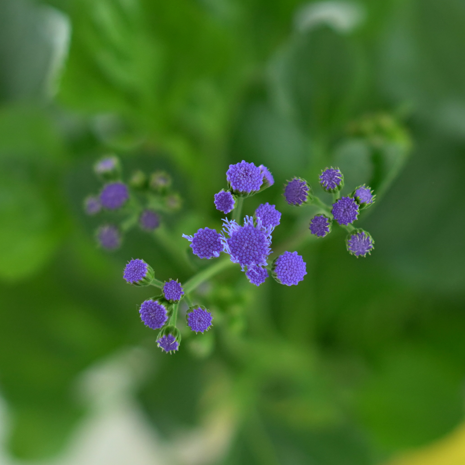 AGERATUM HOUSTONIANUM Żeniszek meksykański