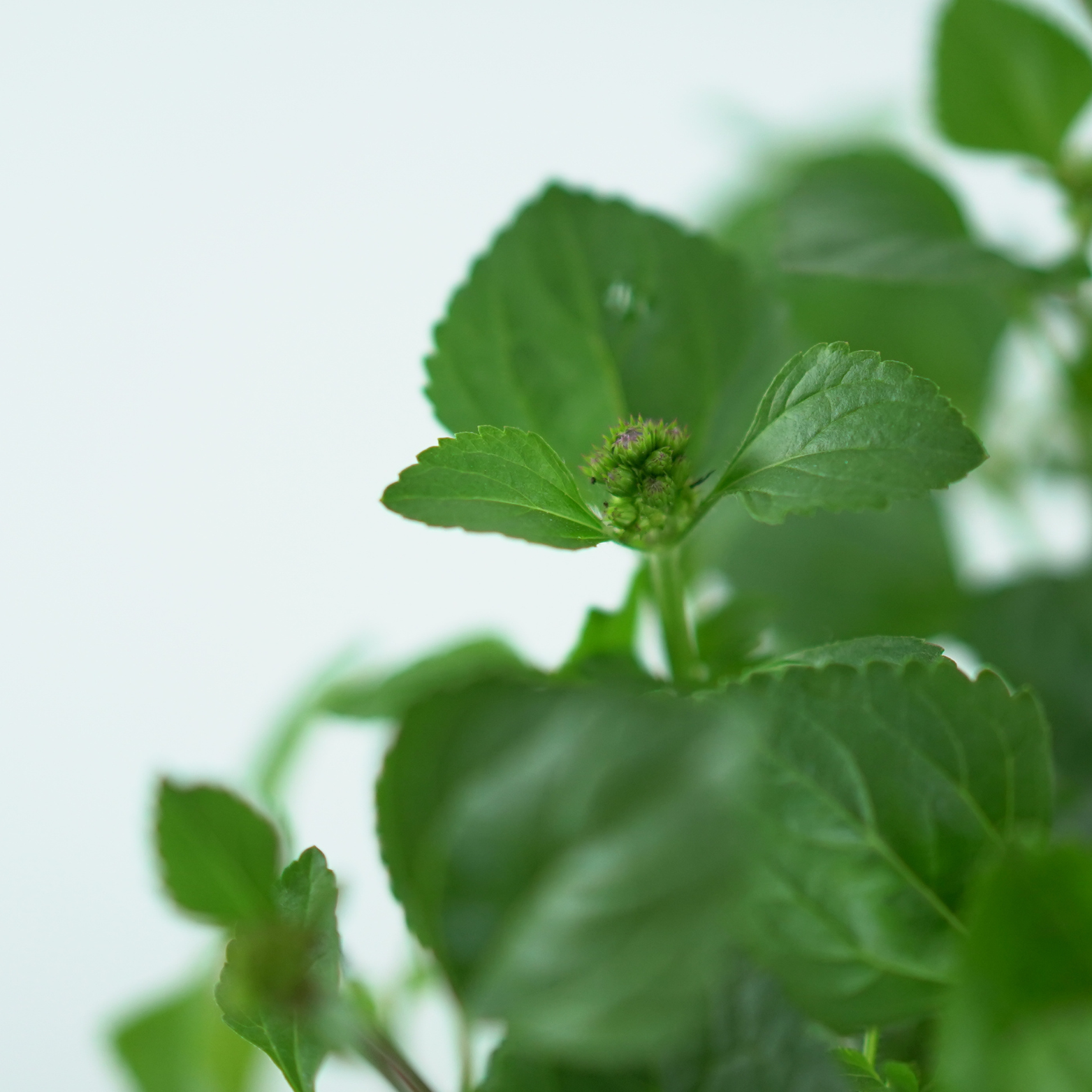 AGERATUM HOUSTONIANUM Żeniszek meksykański