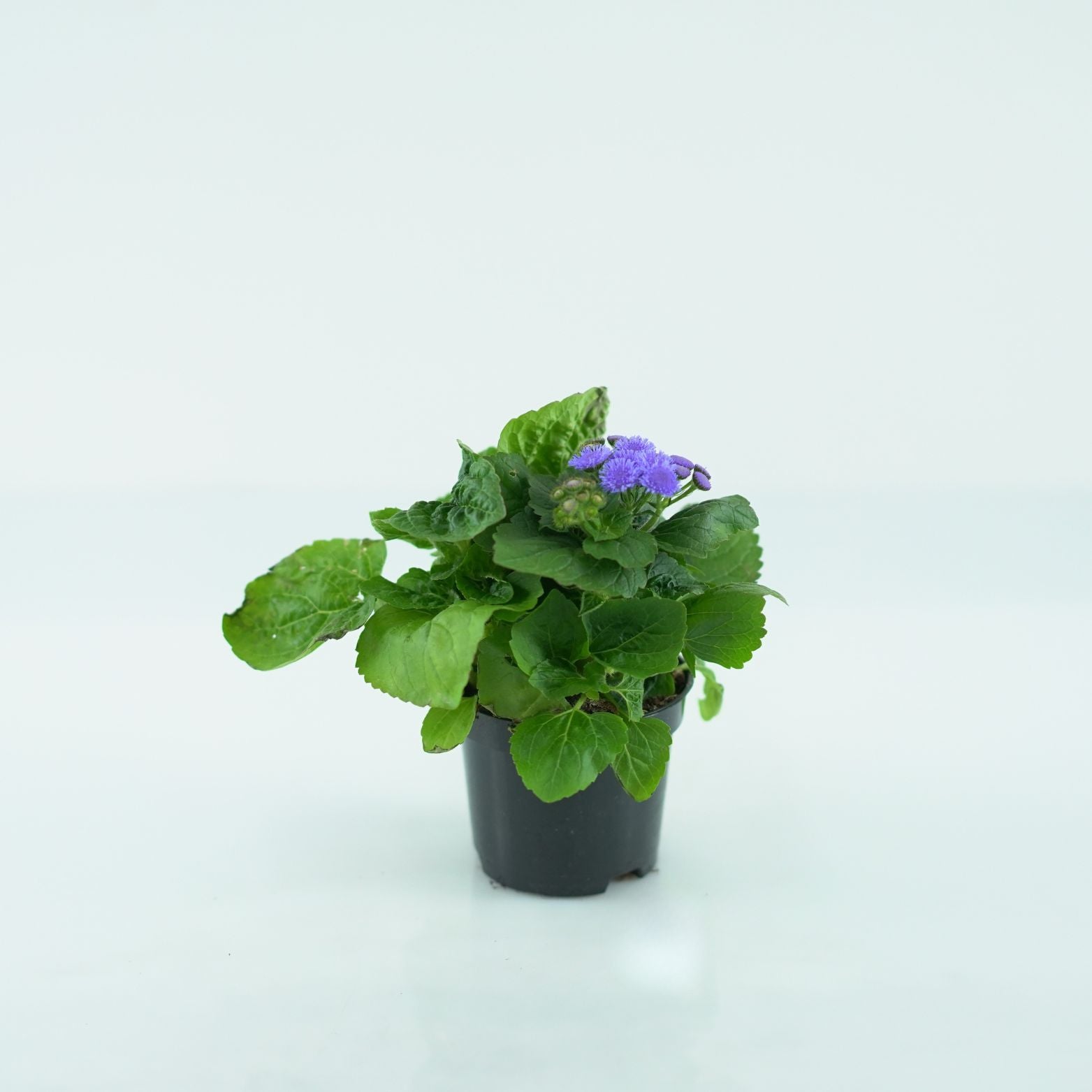 AGERATUM HOUSTONIANUM Żeniszek meksykański