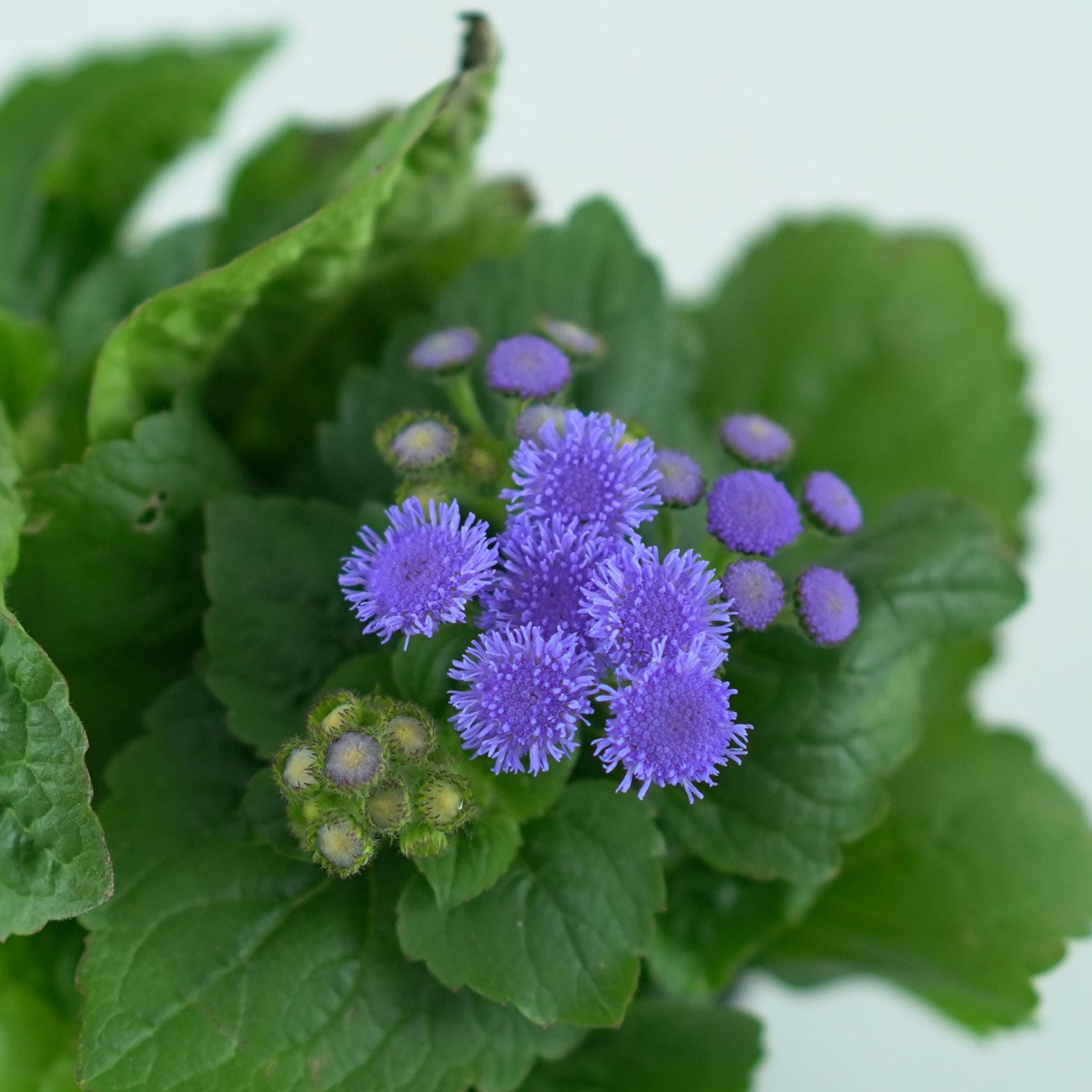 AGERATUM HOUSTONIANUM Żeniszek meksykański