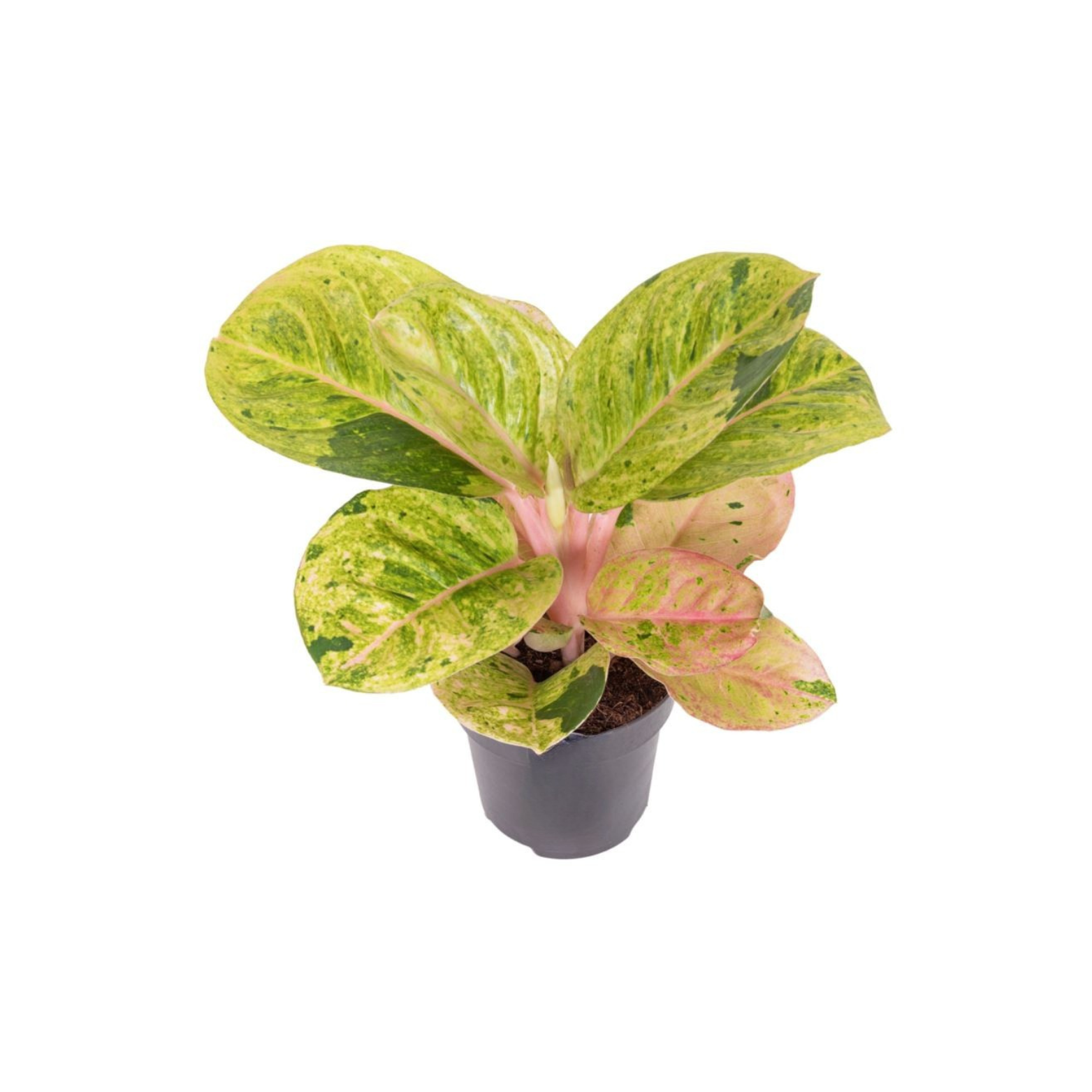 AGLAONEMA 'APPLE FANTASY'