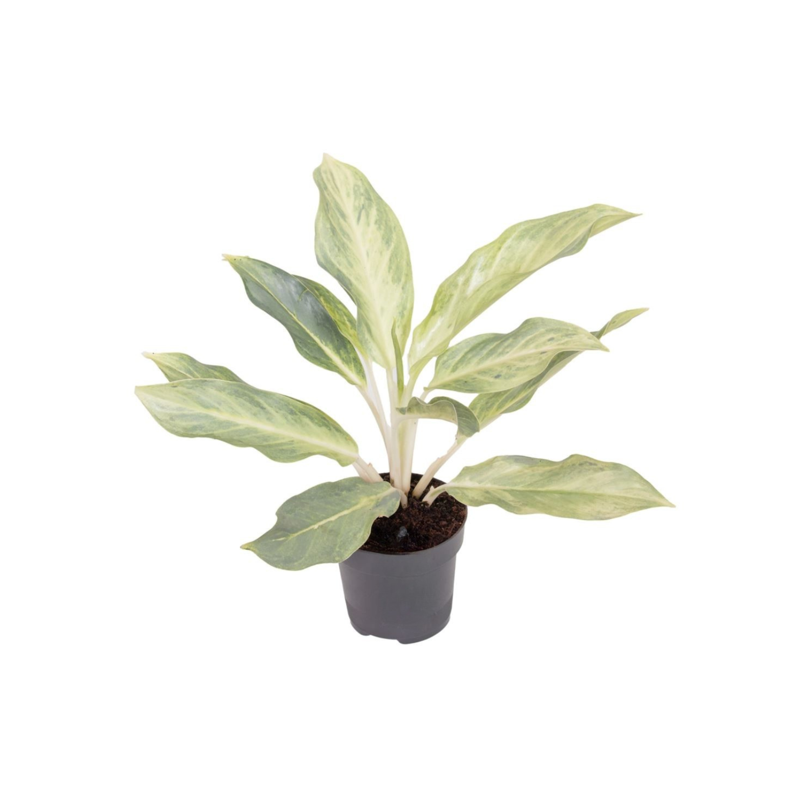 AGLAONEMA 'AQUA GREEN'