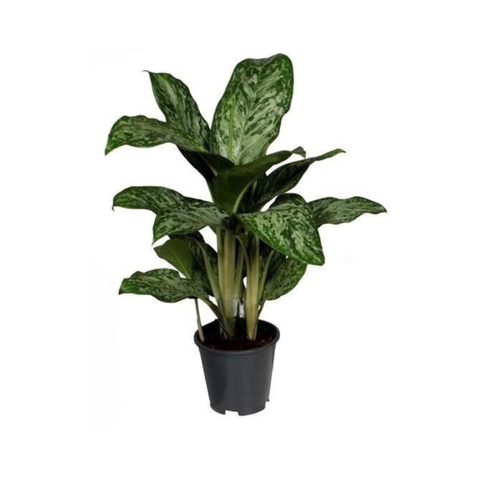AGLAONEMA 'GREENLIGHT'