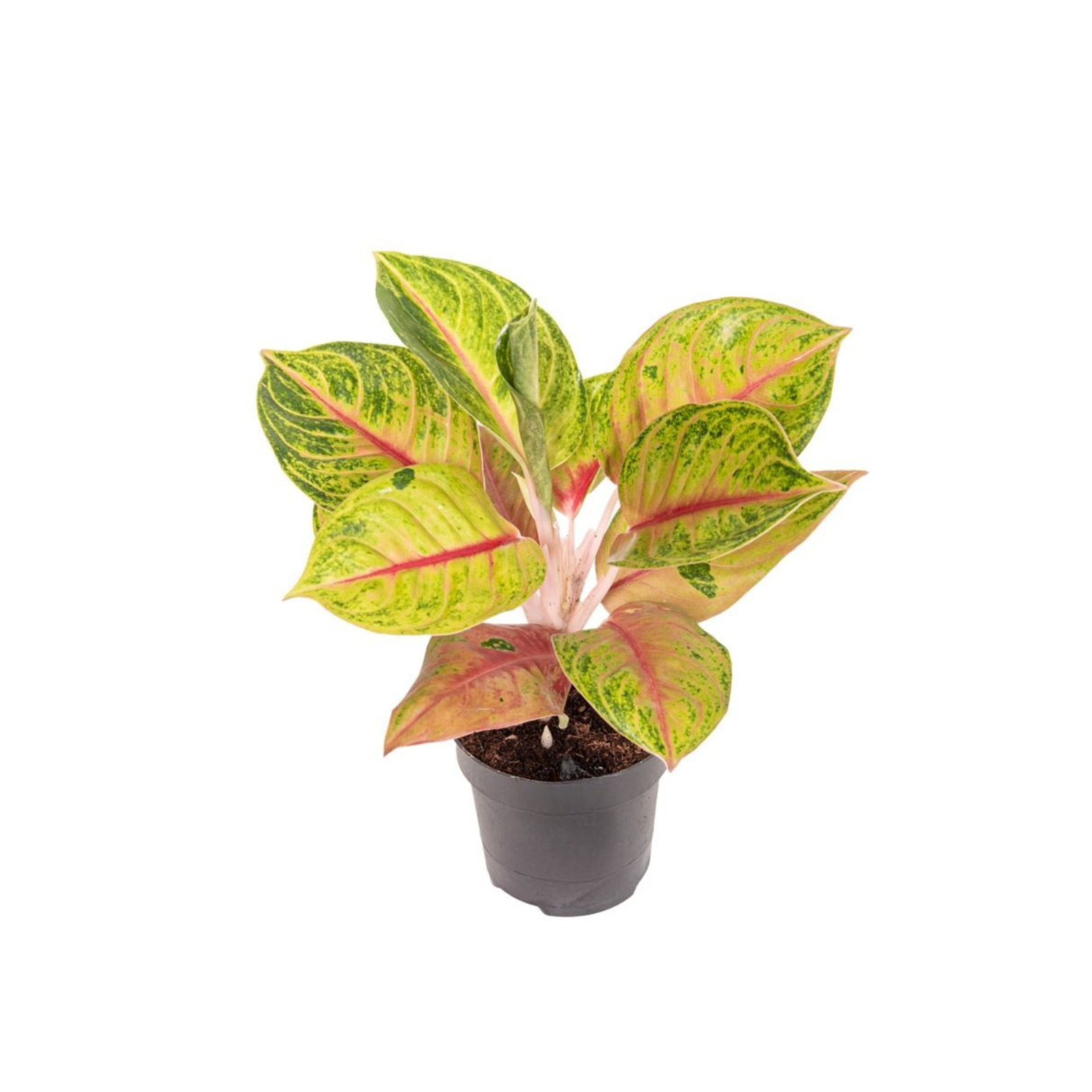 AGLAONEMA 'IGUANA RED' Aglaonema