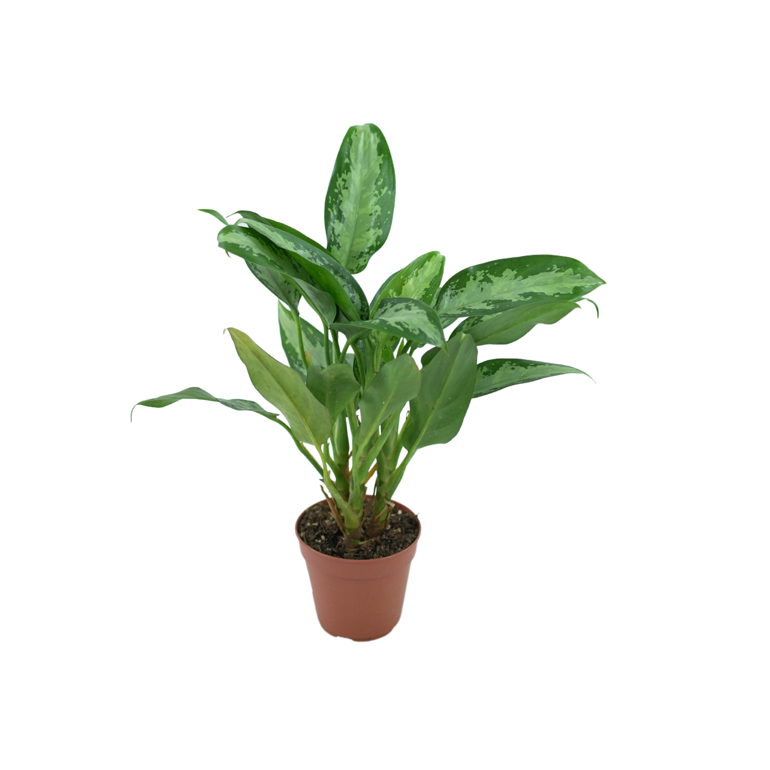 AGLAONEMA 'JUBILEE COMPACTA'