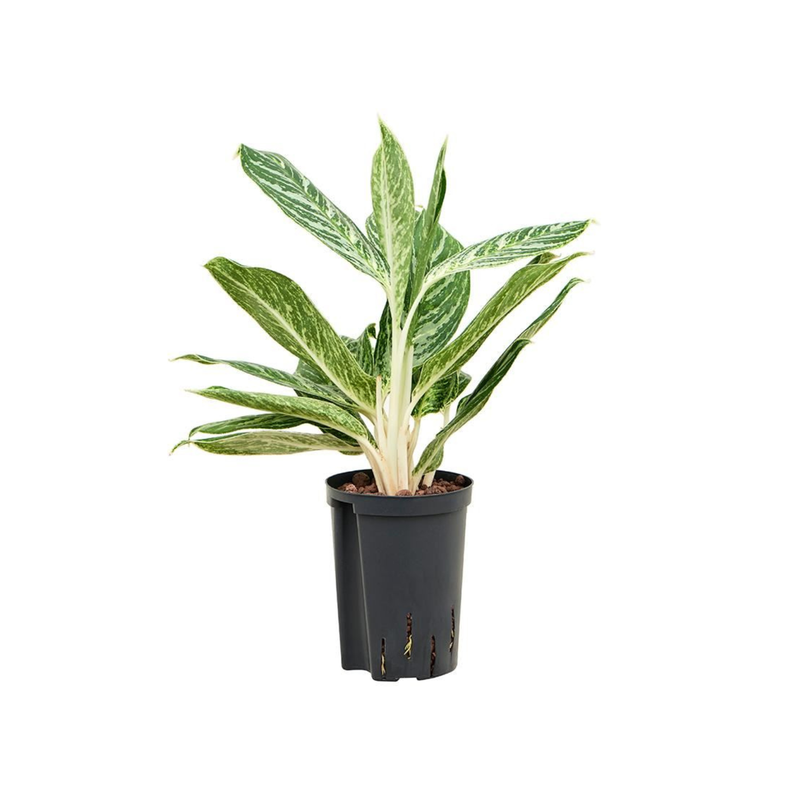 AGLAONEMA 'MADONNA' Aglaonema w hydroponice