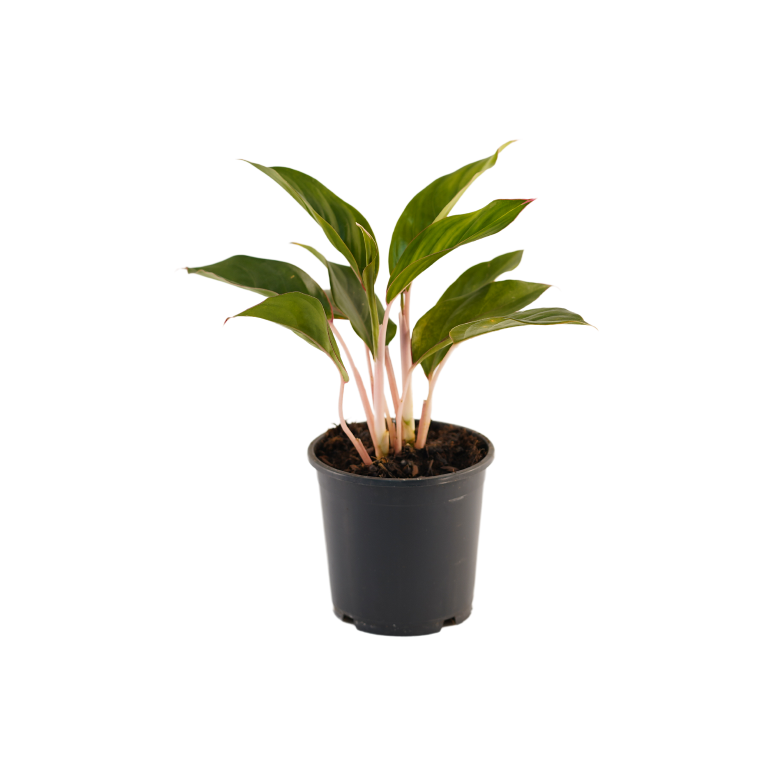 AGLAONEMA 'MISTERIO'