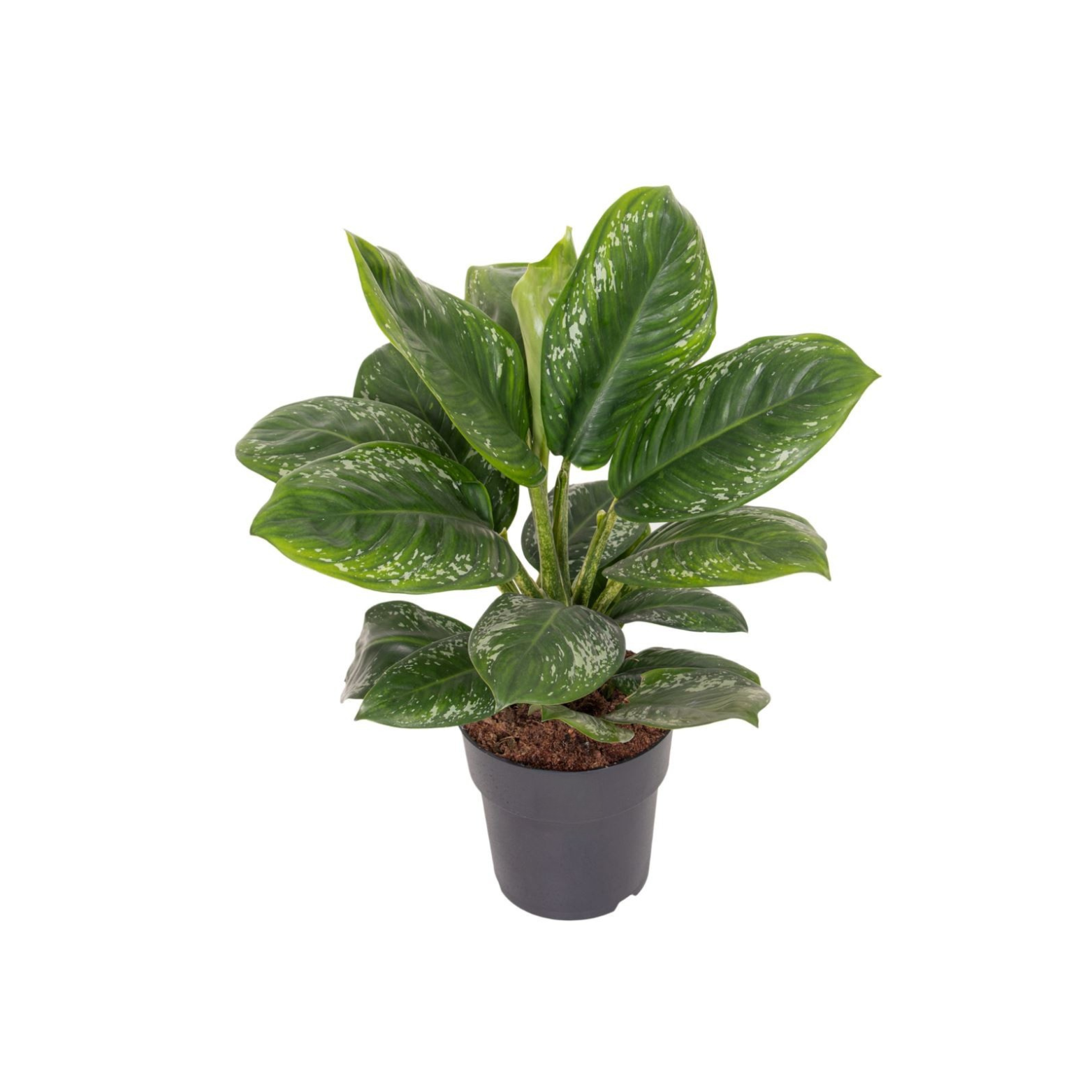 AGLAONEMA 'ONYX GREEN'