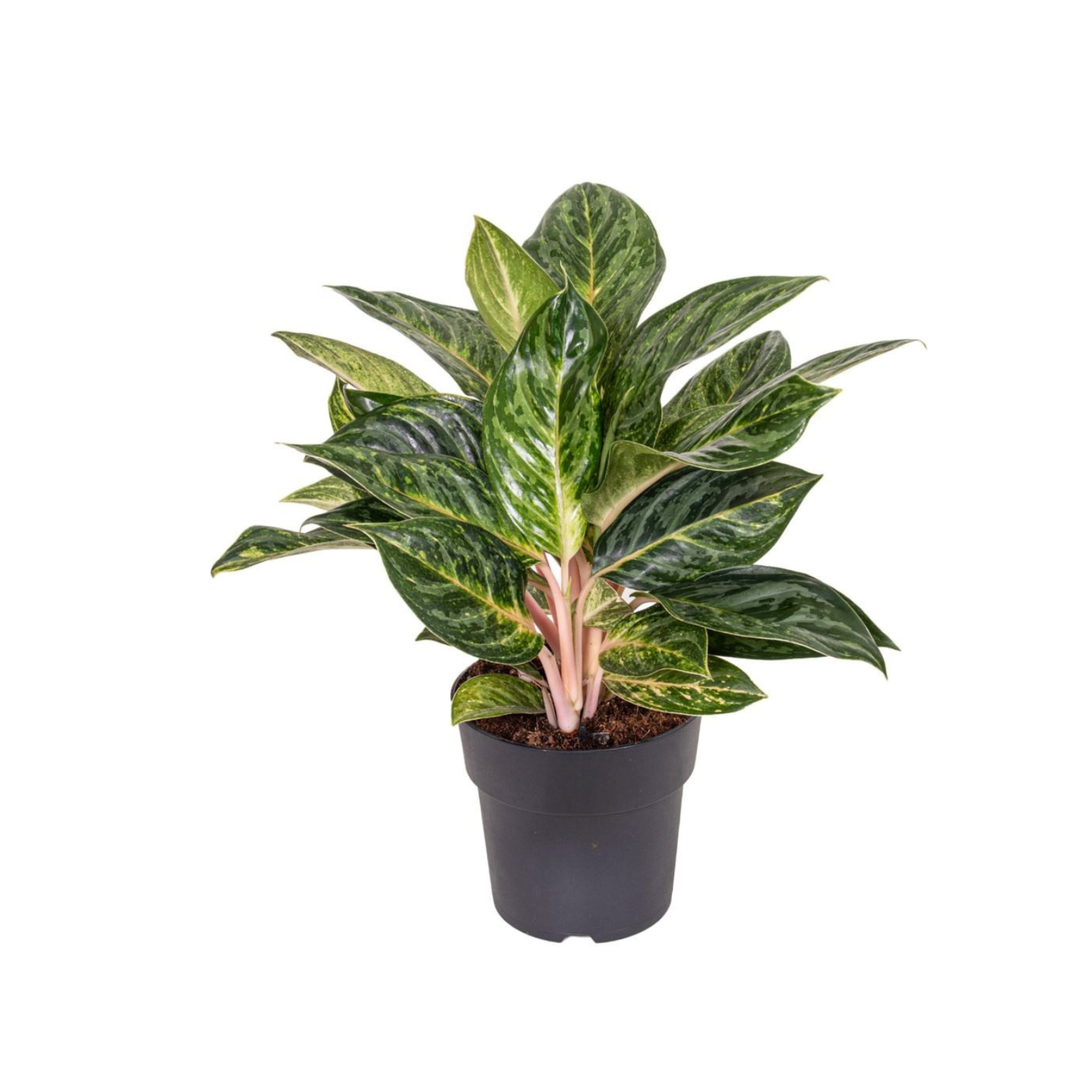 AGLAONEMA 'PEACH PEAR'