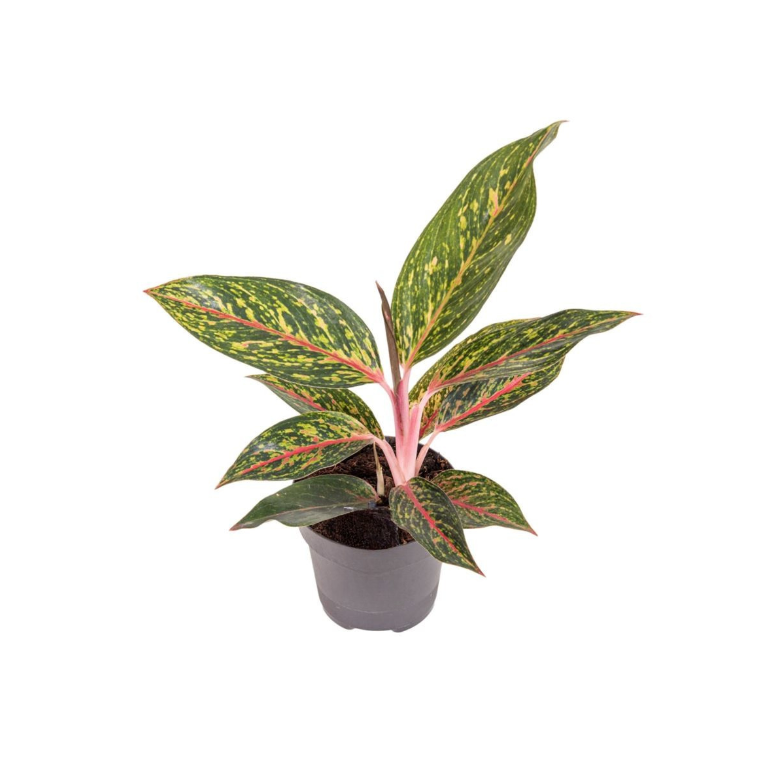 AGLAONEMA 'PEPPER BELLS'