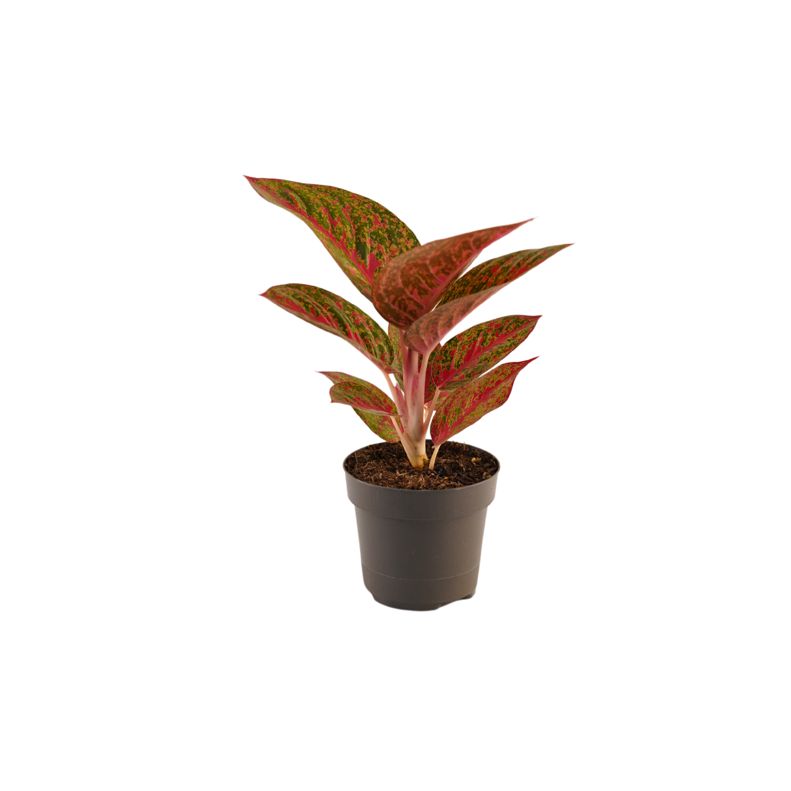 AGLAONEMA 'RED SPRINKLES' Aglaonema