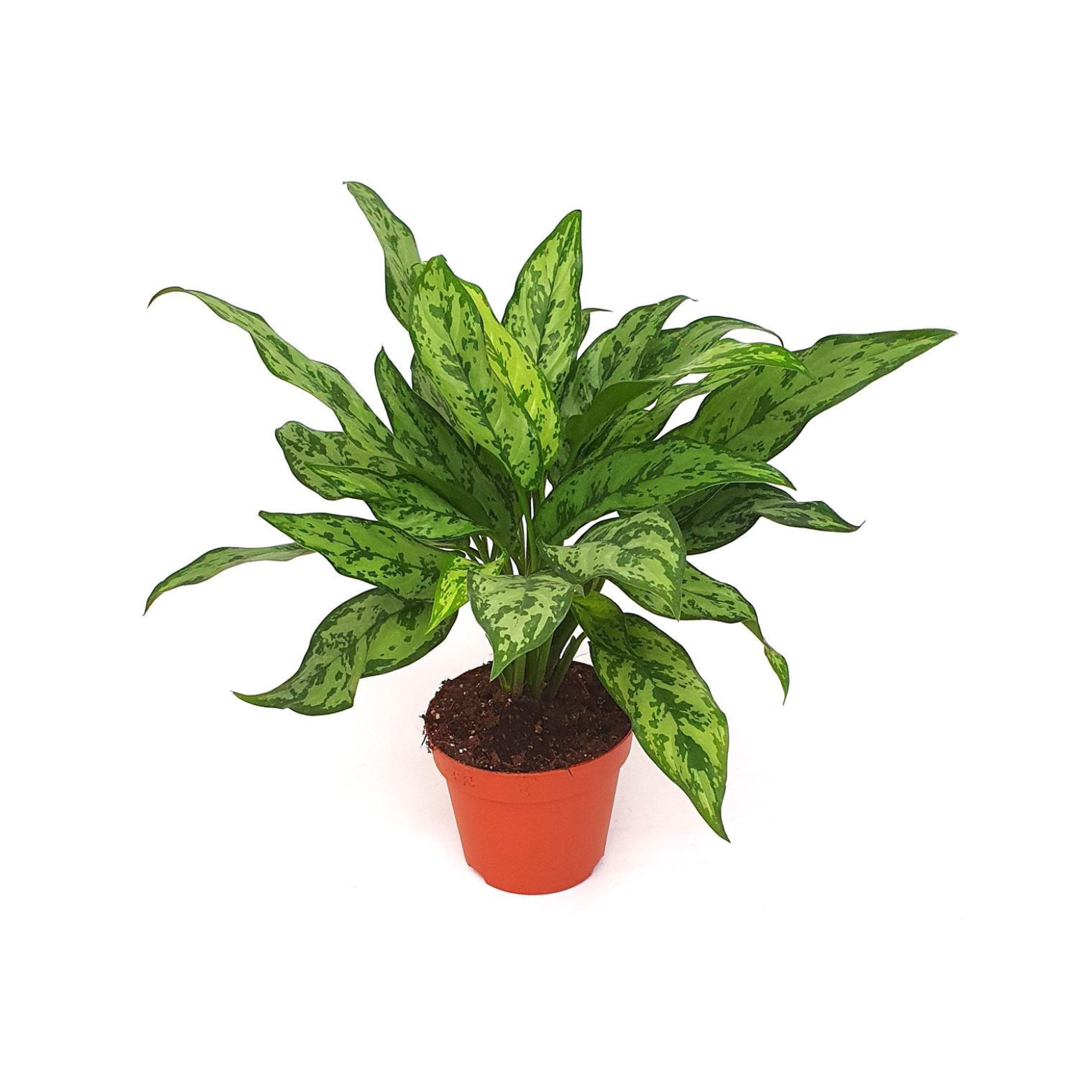 AGLAONEMA 'ROMEO'